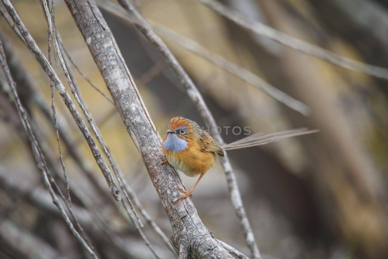 Southern Emu-wren (Stipiturus malachurus) in Royal National Park,Australia. High quality photo