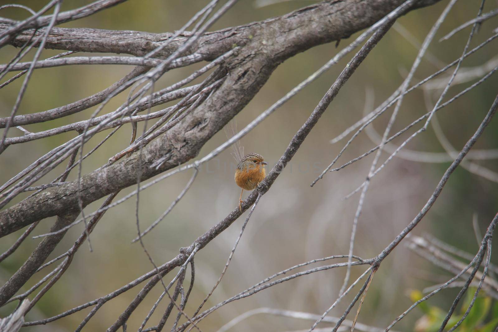 Southern Emu-wren (Stipiturus malachurus) in Royal National Park,Australia. High quality photo