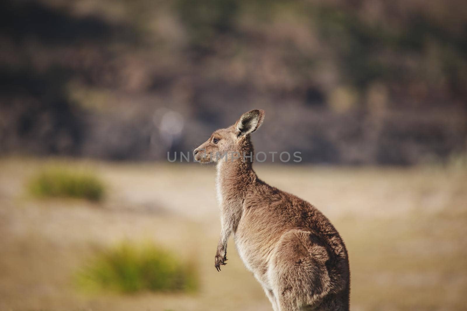 A very young Eastern Grey Kangaroo. High quality photo