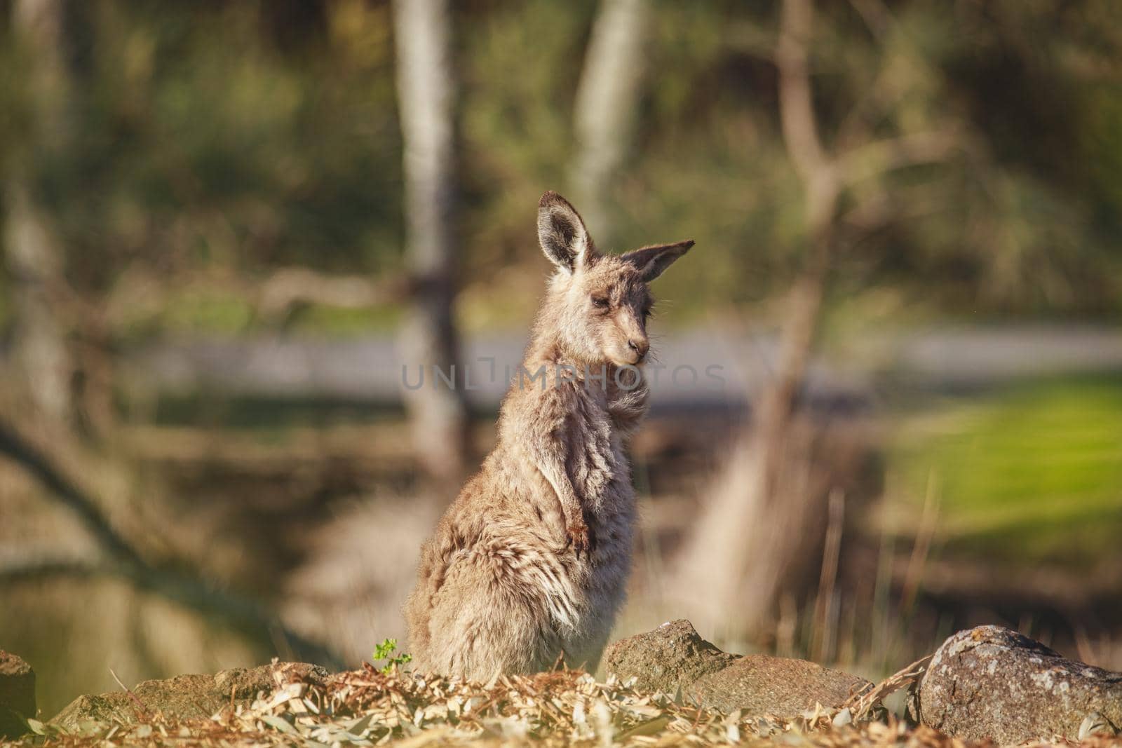 A very young Eastern Grey Kangaroo. High quality photo