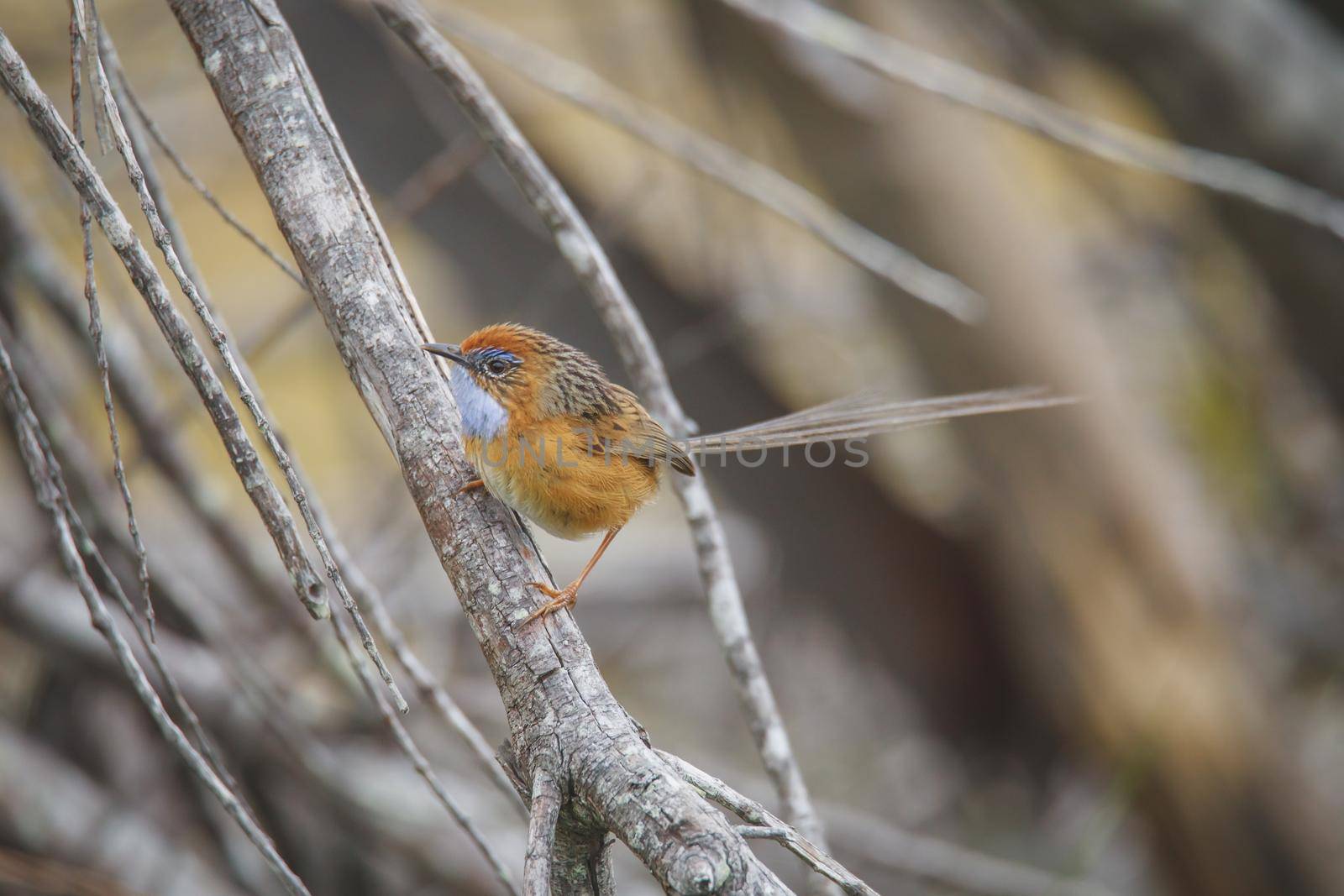 Southern Emu-wren (Stipiturus malachurus) in Ulladulla, NSW, Australia by braydenstanfordphoto