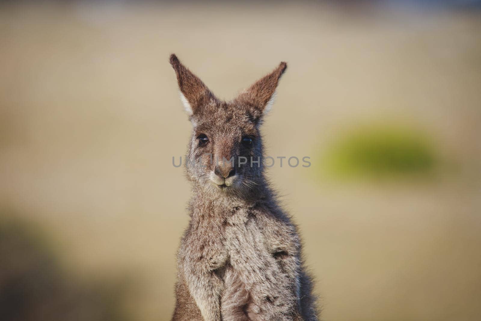 A very young Eastern Grey Kangaroo. High quality photo