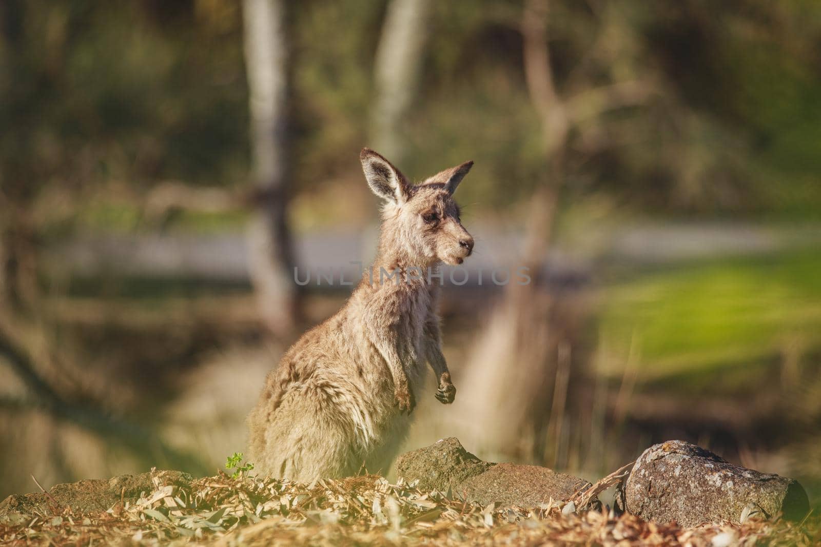 A very young Eastern Grey Kangaroo. by braydenstanfordphoto