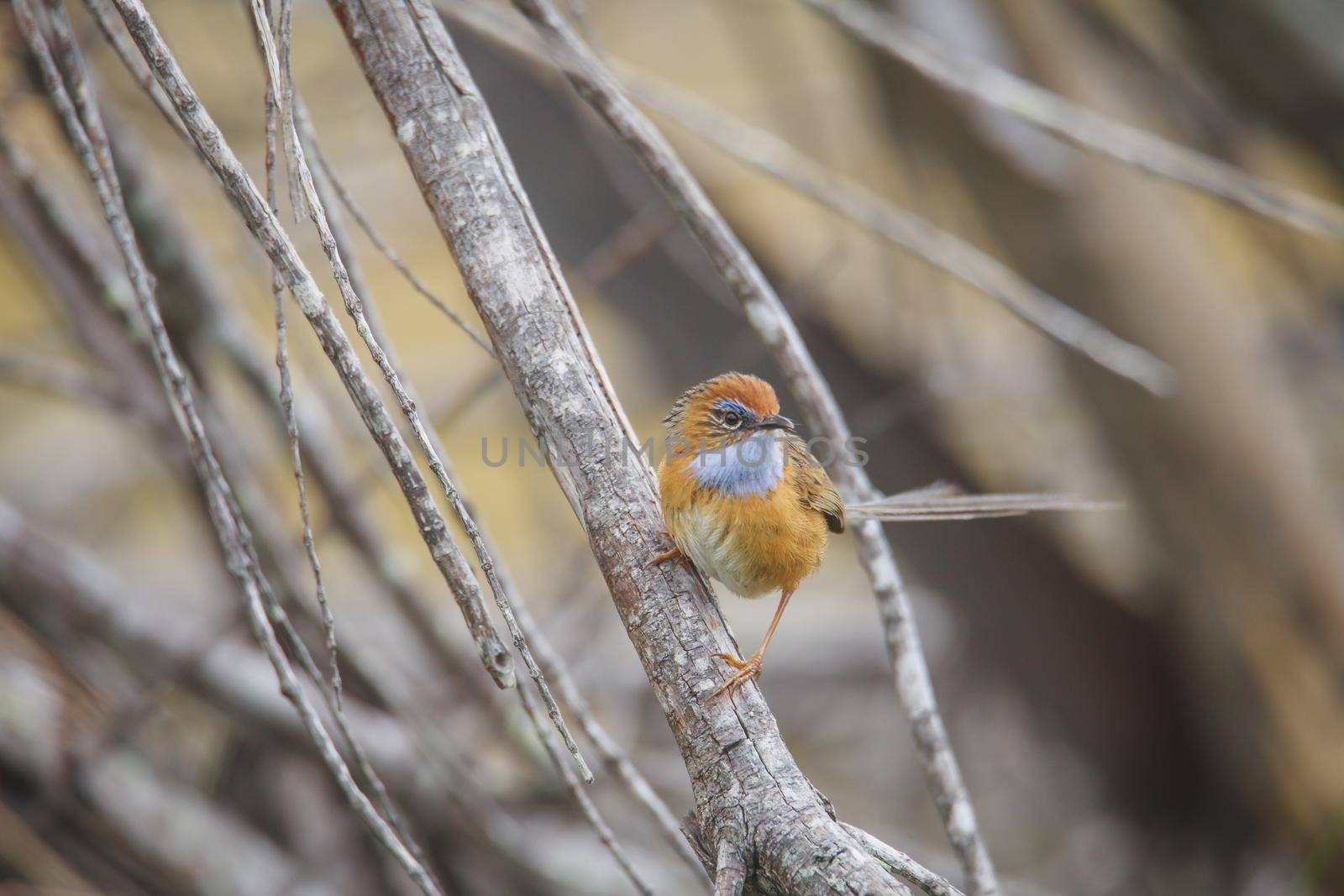 Southern Emu-wren (Stipiturus malachurus) in Ulladulla, NSW, Australia by braydenstanfordphoto