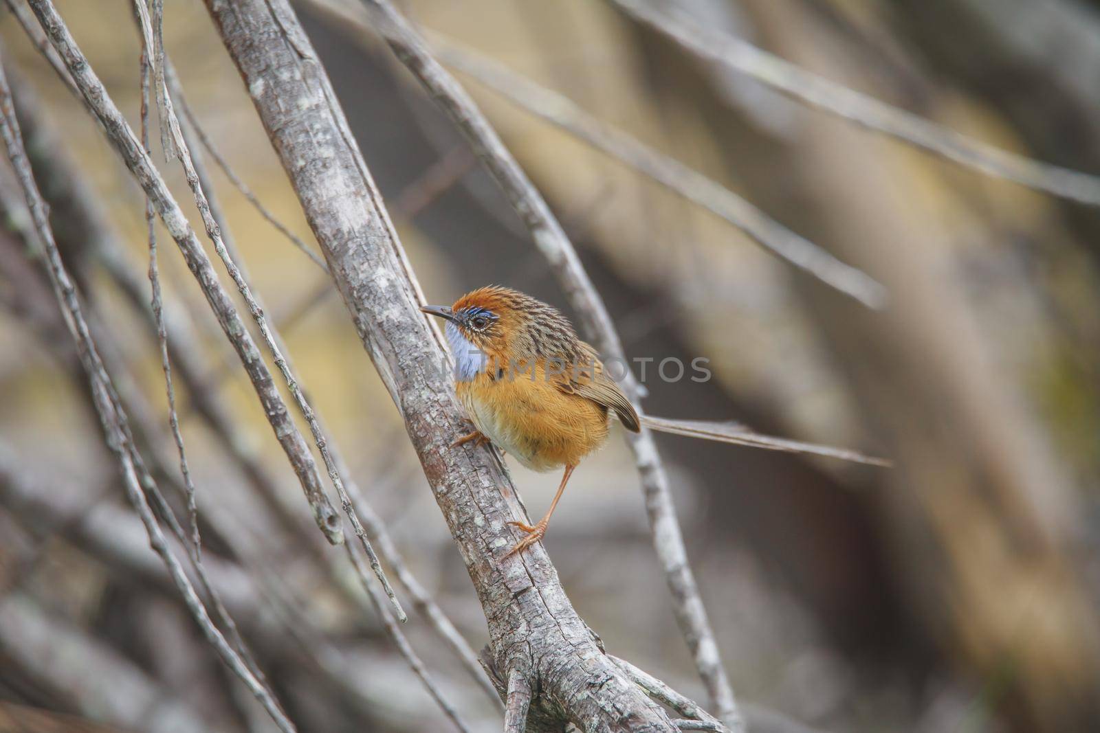 Southern Emu-wren (Stipiturus malachurus) in Ulladulla, NSW, Australia by braydenstanfordphoto