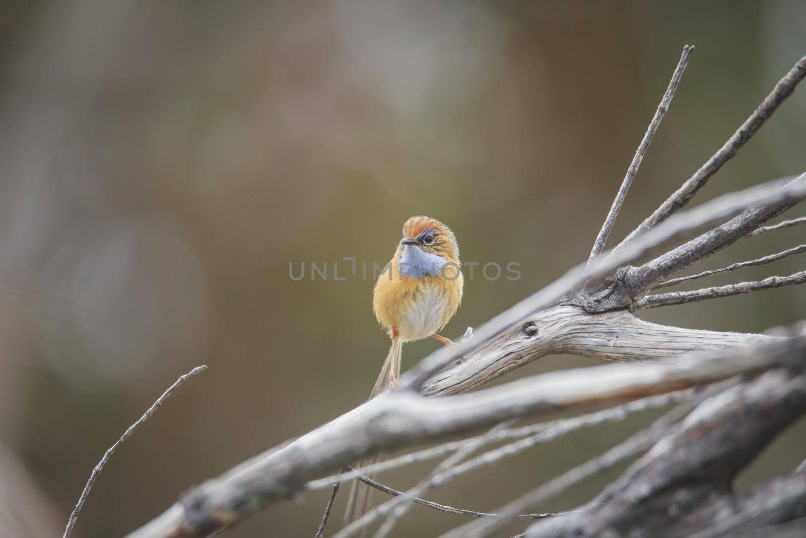 Southern Emu-wren (Stipiturus malachurus) in Royal National Park,Australia. High quality photo