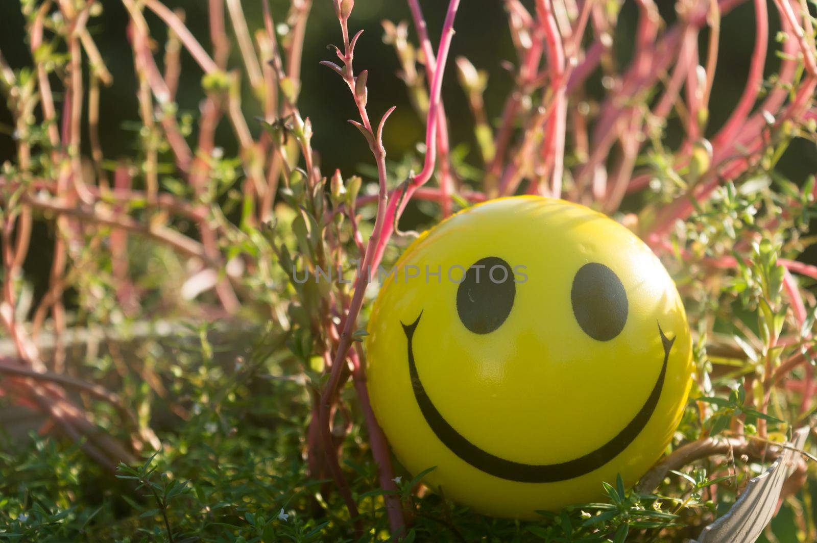 Closeup Emoji sign Smiley Face of a Squeeze Ball mouth representing a symbol of happiness, placed on plants and nature background. Front view. Happy smile background concept.