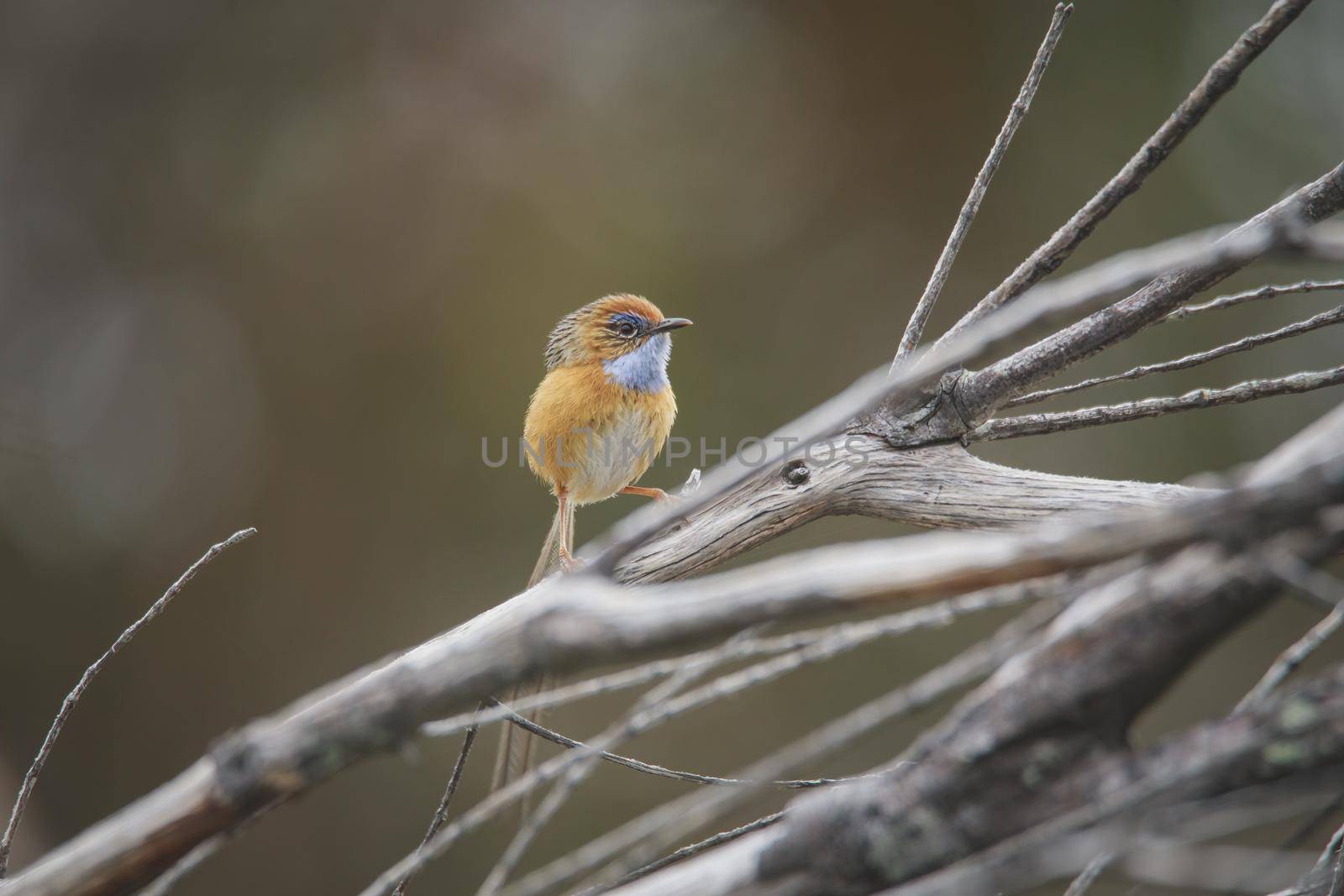 Southern Emu-wren (Stipiturus malachurus) in Ulladulla, NSW, Australia by braydenstanfordphoto