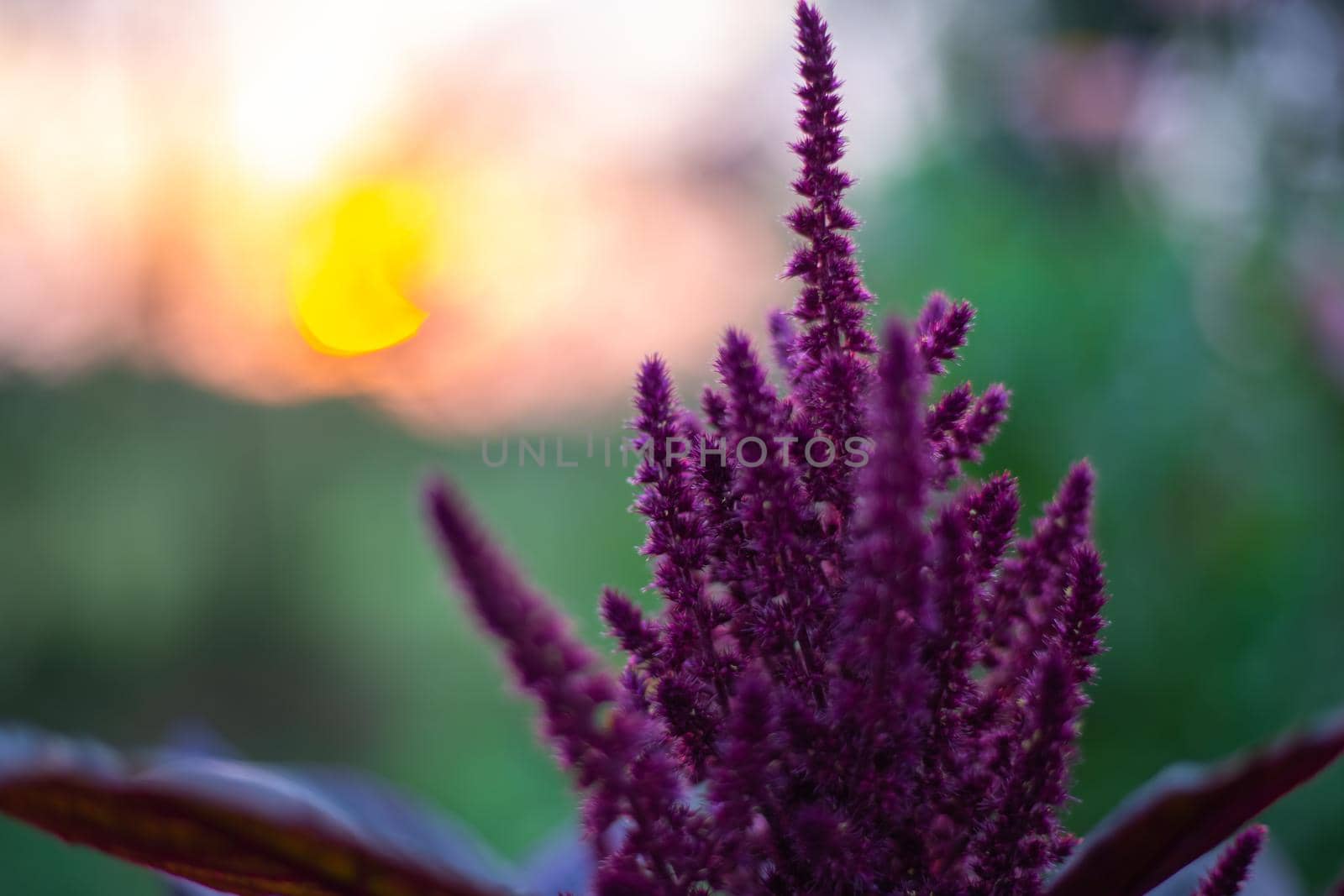 Burgundy flower of vegetable amaranth with seeds in the evening at sunset.