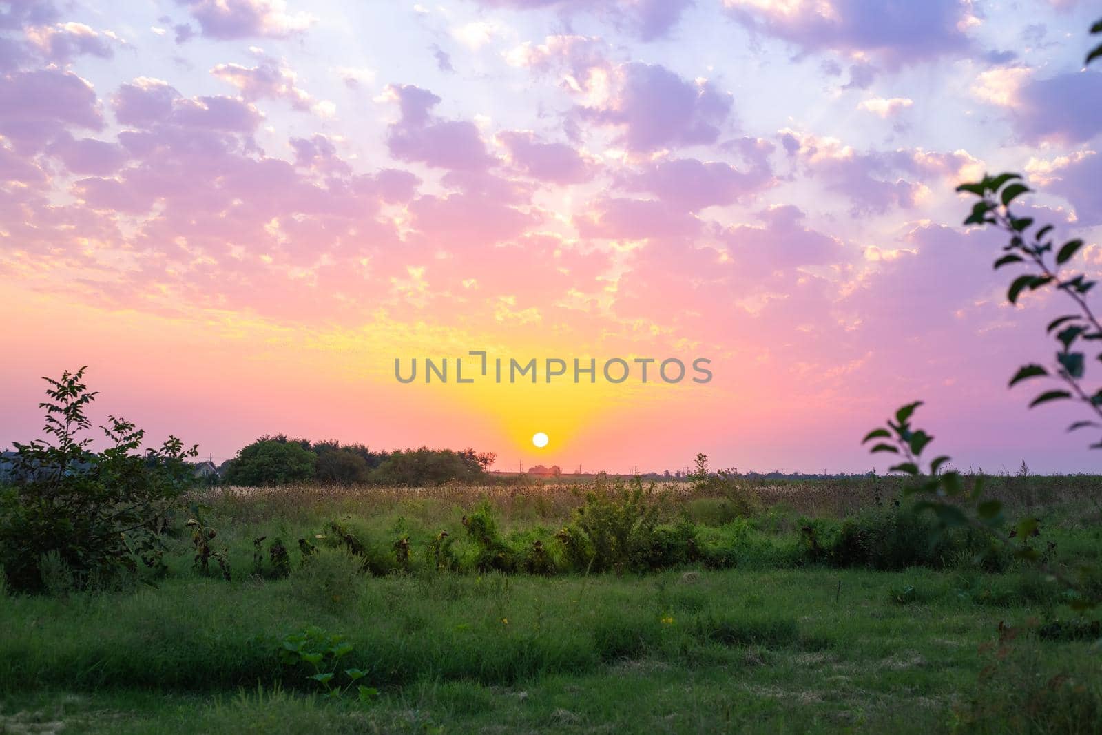 Rural landscape. Green field at sunset with beautiful lilac clouds.