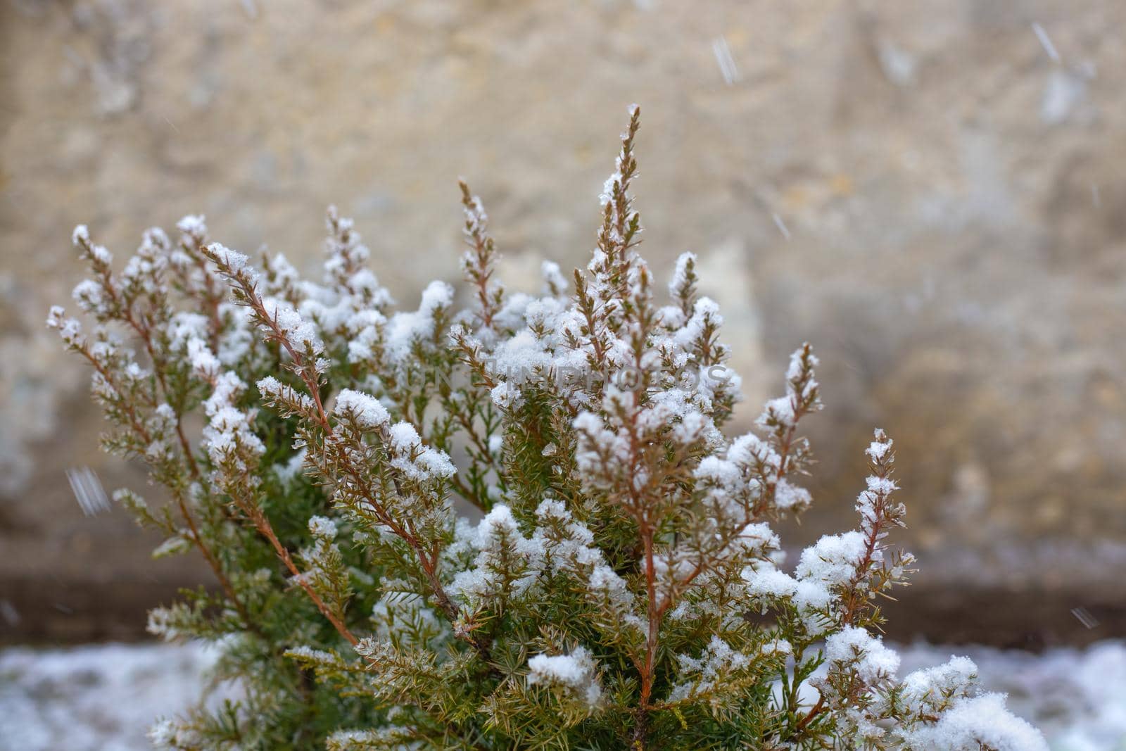 Juniper bush in the garden in winter under the snow. The onset of cold weather by levnat09