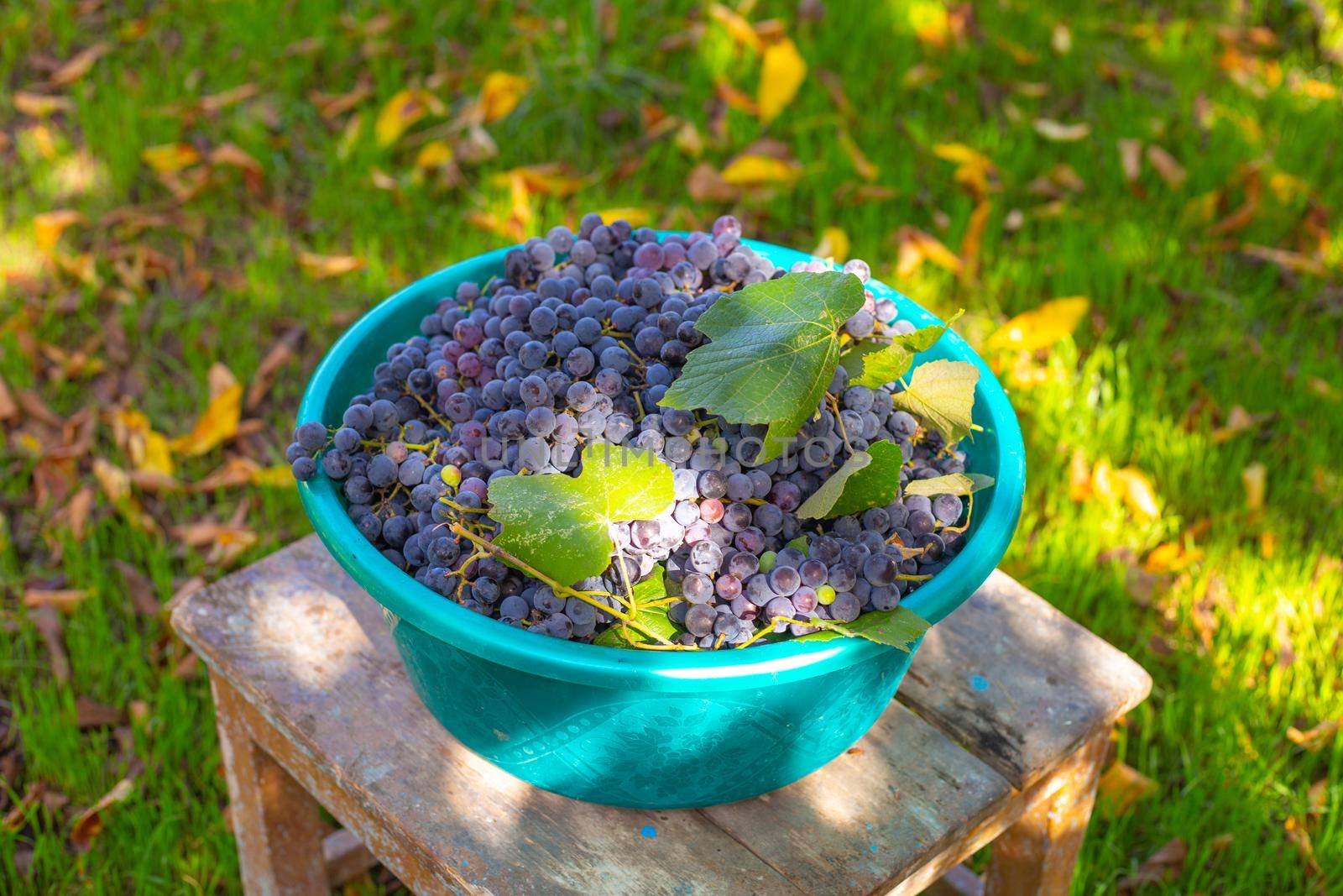 Black ripe grapes in a plastic bowl on a stool in the garden. Harvested harvest.
