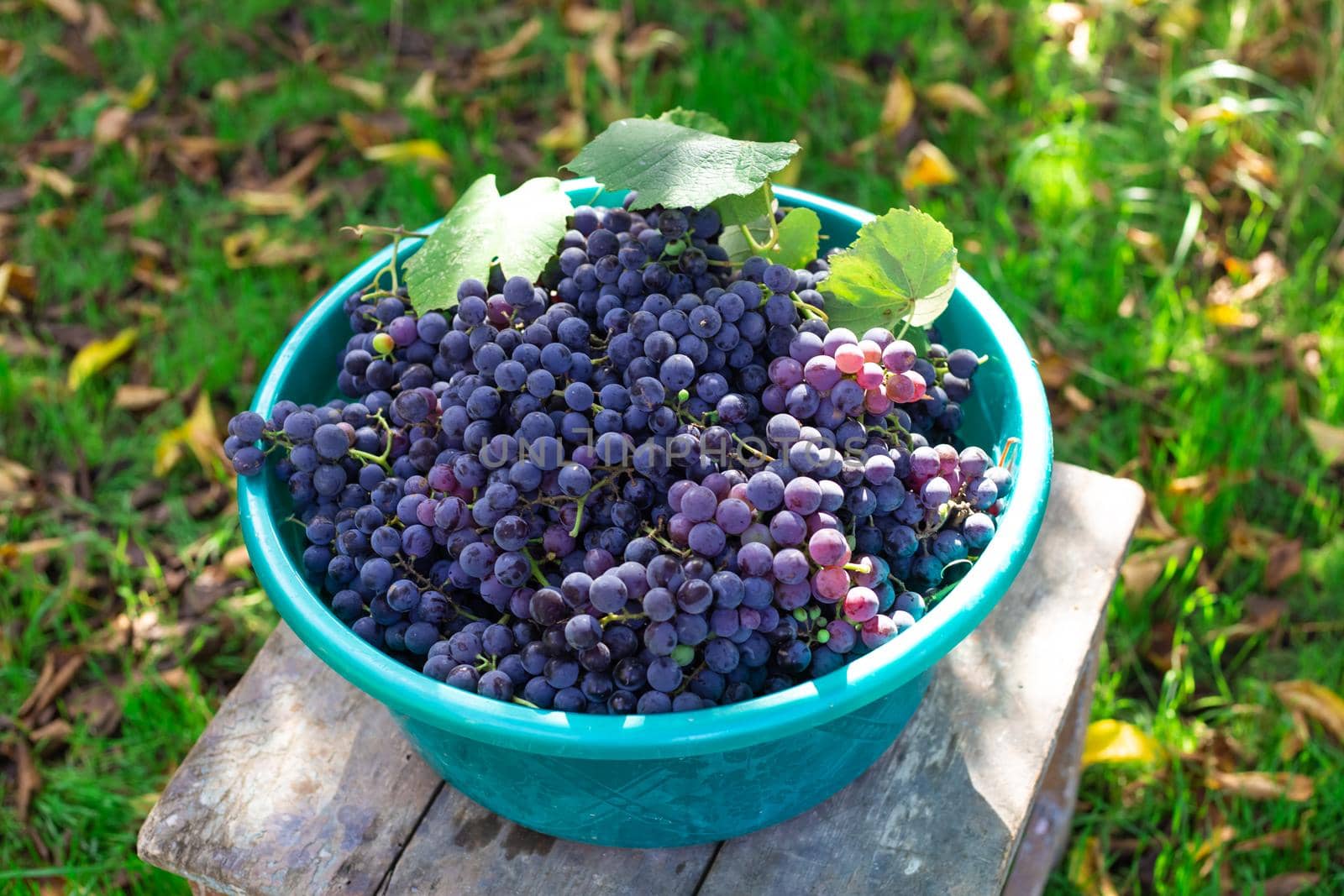 A full basket of ripe black grapes. Harvesting fruits in autumn at the farm.