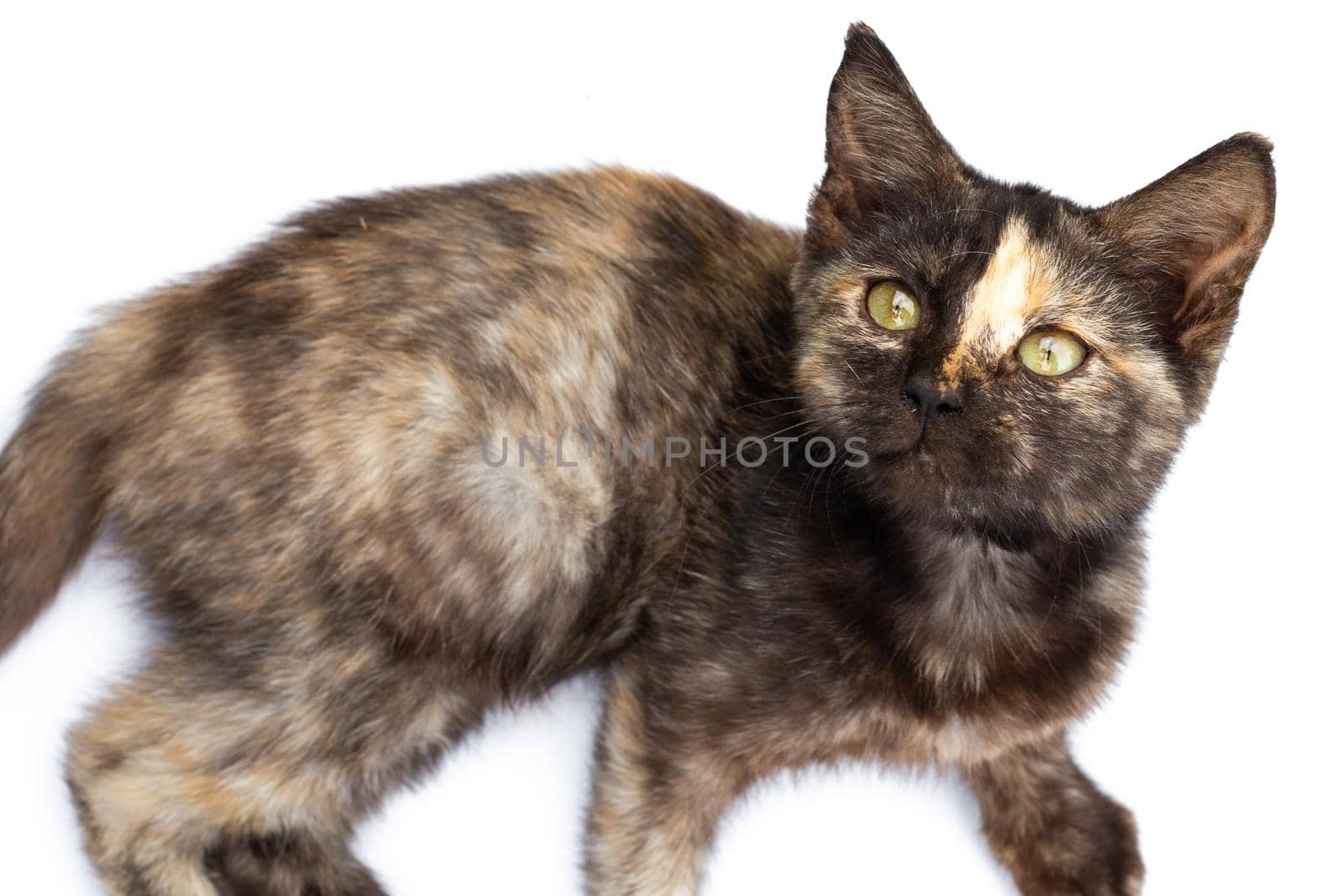 Black motley kitten with a strip on the nose on a white background, looks into the camera by levnat09