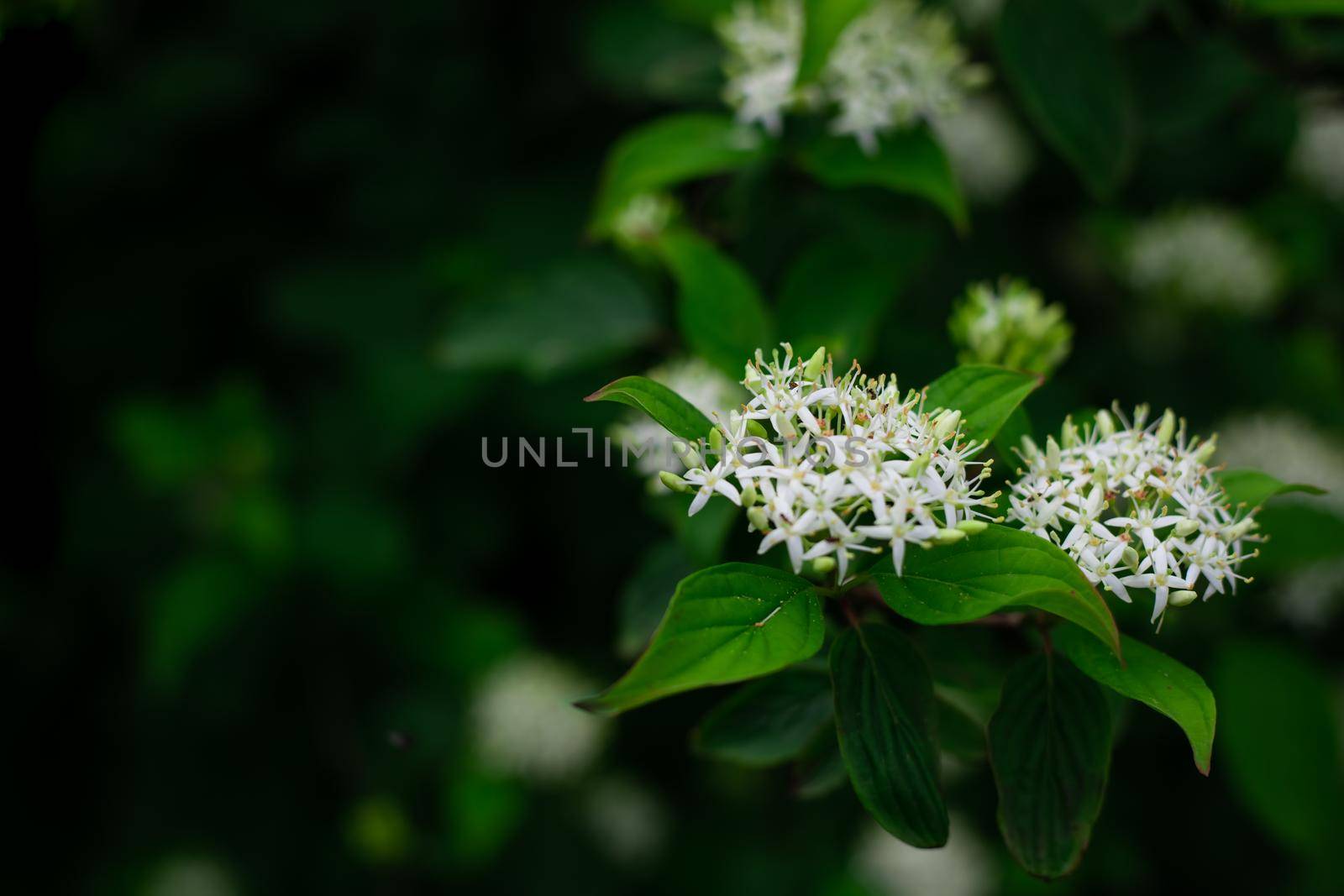 White inflorescence on an elderberry bush. Dark green vegetable background with copy space by levnat09