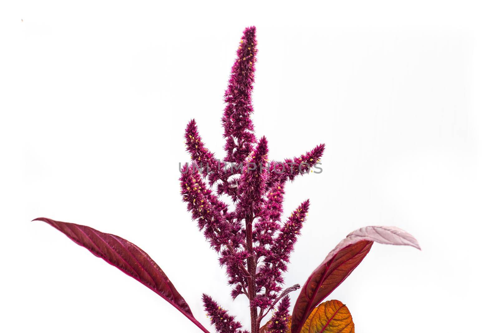 Flowers with seeds of vegetable amaranth on a white background by levnat09