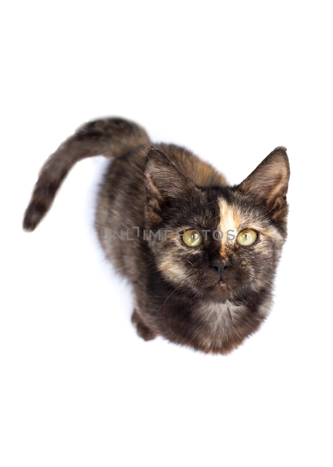 Black kitten with a strip on the nose sits on a white background, top view by levnat09