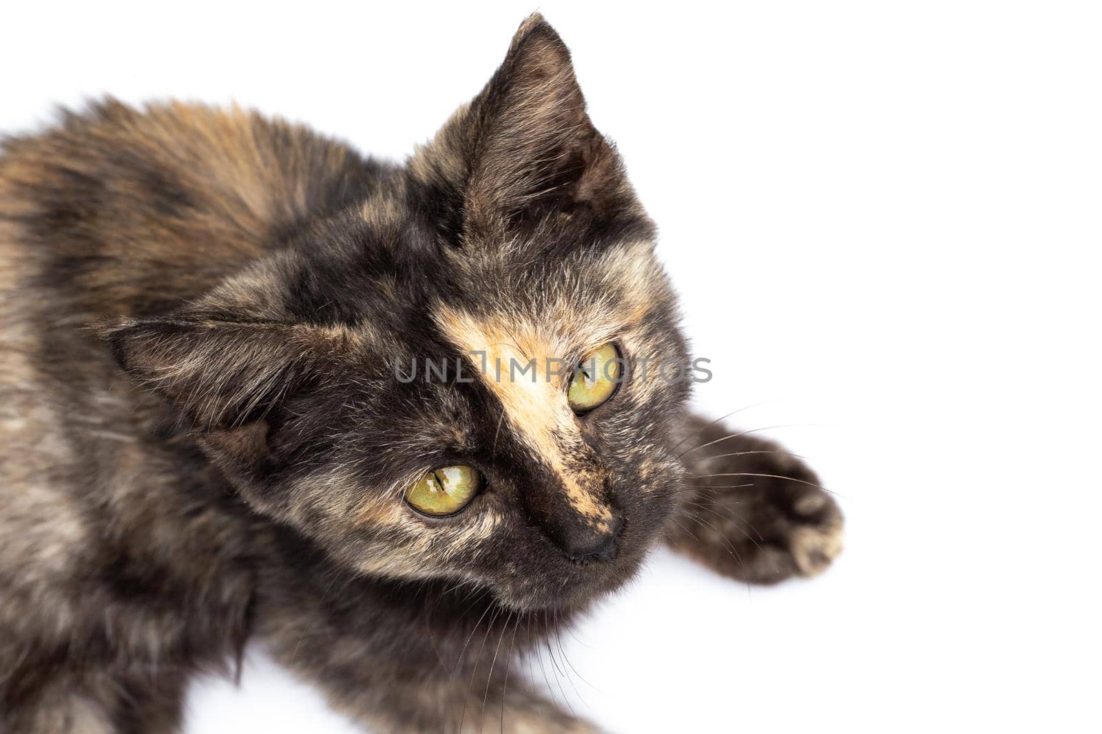 A black motley spotted kitten with a stripe on the nose on a white background looks into the camera.