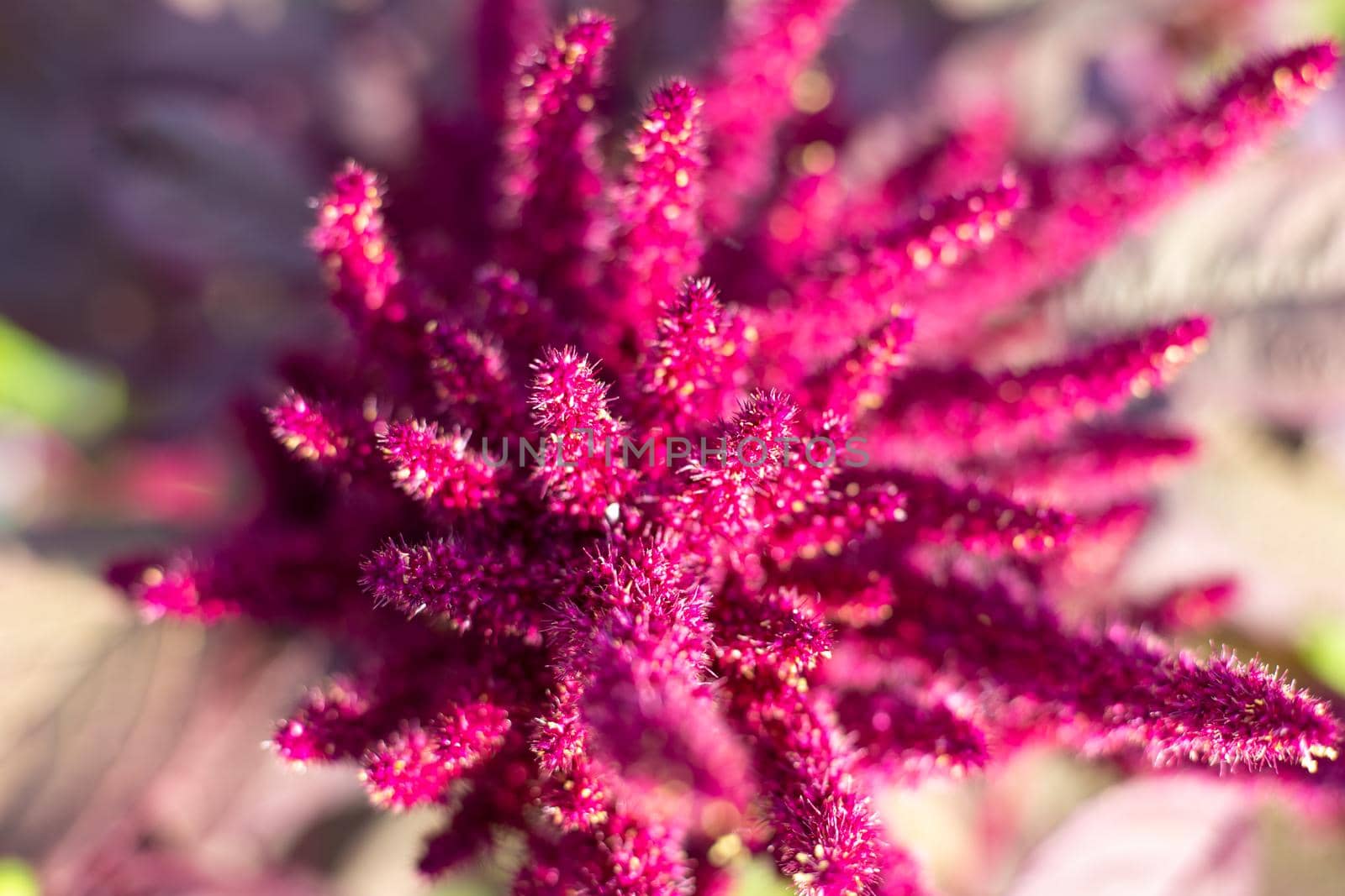 Vegetable amaranth flower with seeds, top view, blurred focus. Growing and caring for plants by levnat09