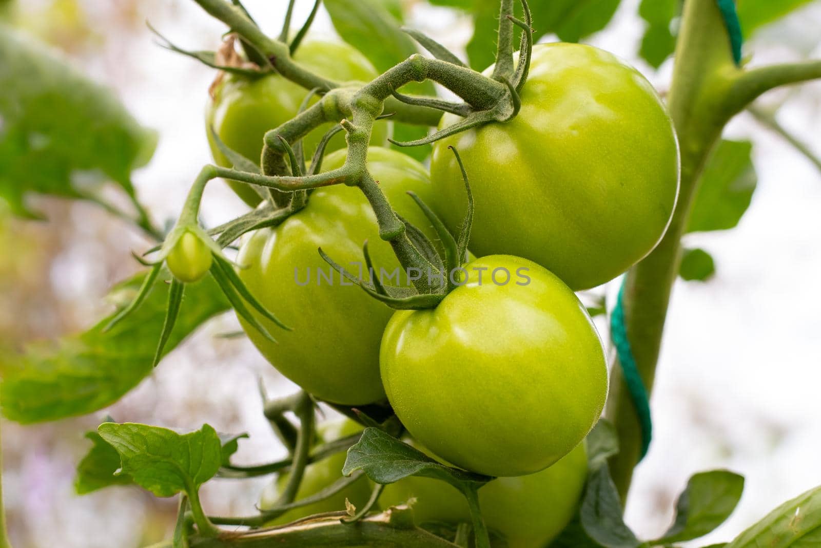 Green unripe tomatoes on a branch. Growing vegetables in the garden by levnat09