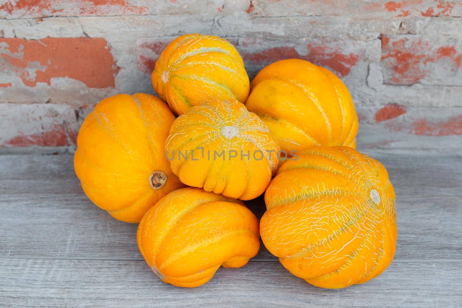 Small homemade yellow melons of the Ethiopka variety. Harvesting melons.