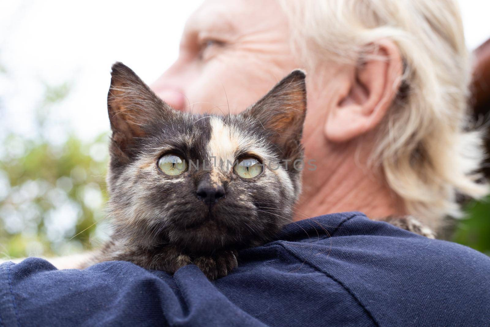 A kitten with a strip on the nose on the shoulder of an adult man. Love for pets.