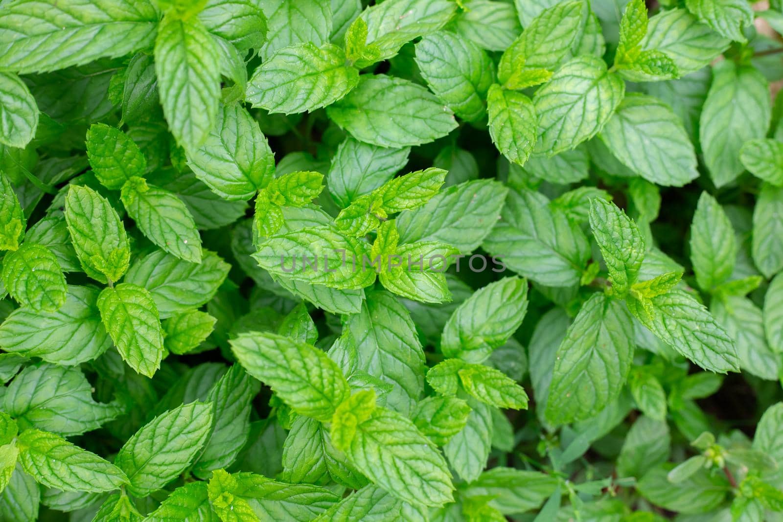 Green leaves of peppermint. Vegetable background, texture.