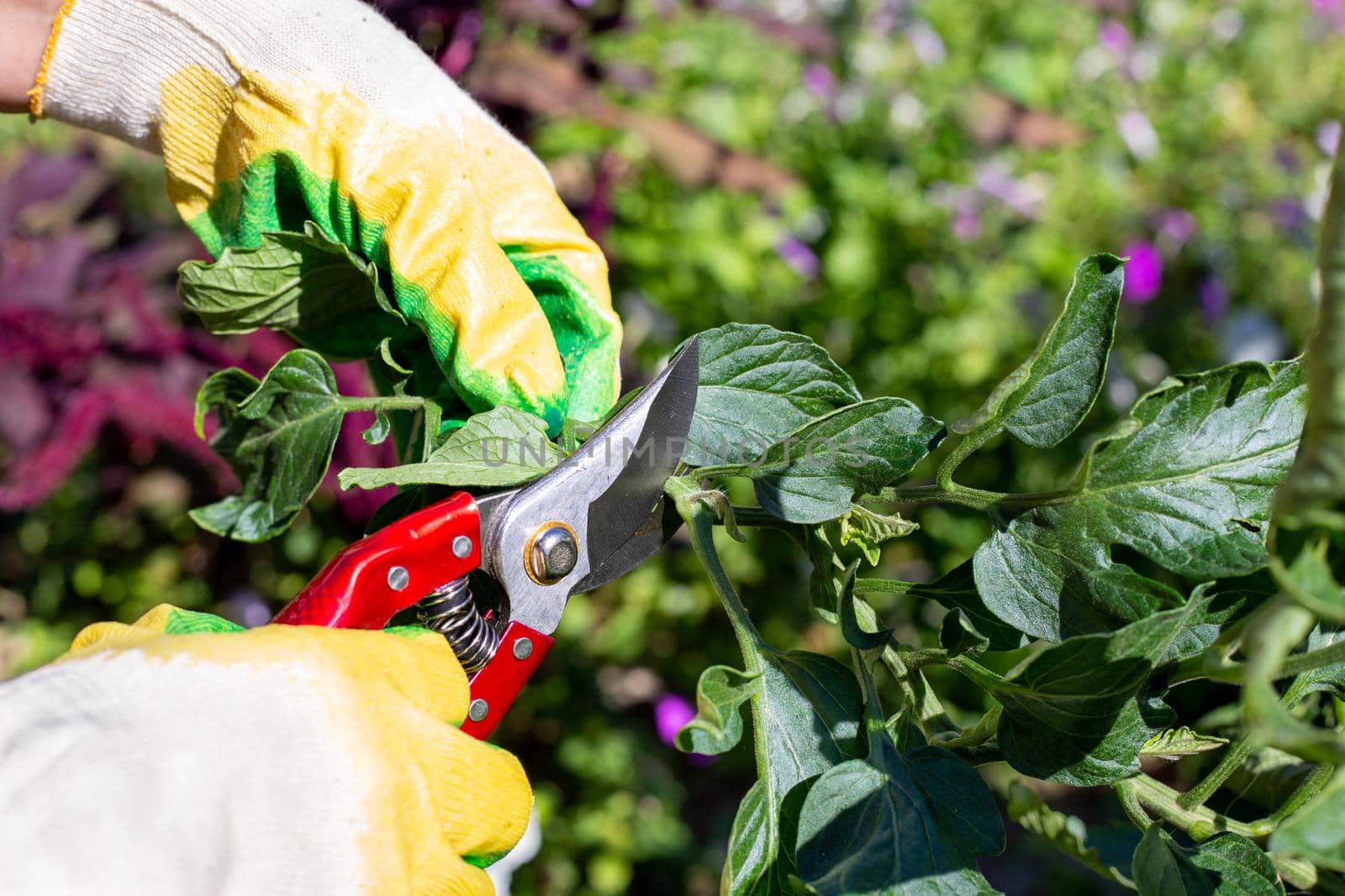 Pruning tomato bushes with pruning shears. Growing and caring for garden vegetables.