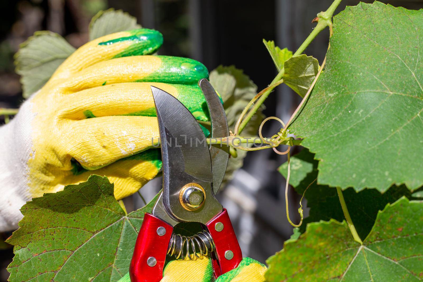 Pruning vines with pruning shears in the fall. Plant care and cultivation.