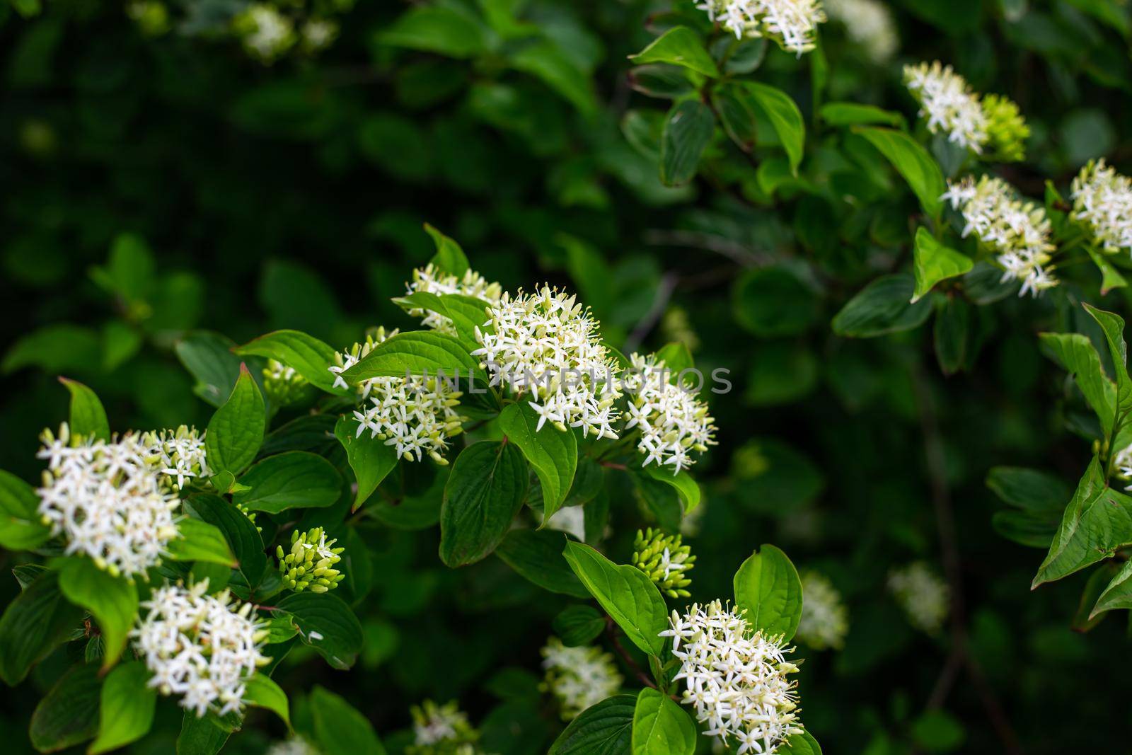 White inflorescence on an elderberry bush. Dark green vegetable background.