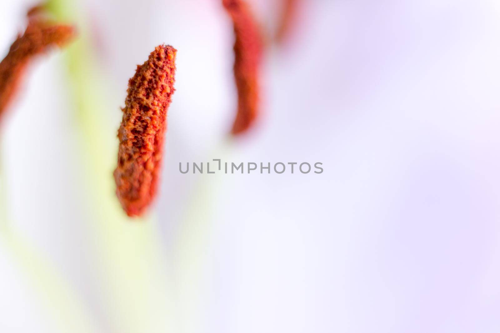 Macro flower blossom with water droplet. Abstract nature blurred background. Beautiful Macro shot with tender wet blossom. High quality photo