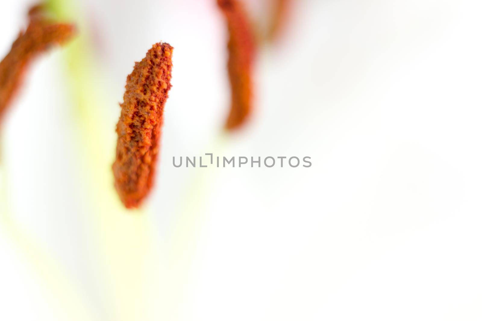 Macro flower blossom with water droplet. Abstract nature blurred background. Beautiful Macro shot with tender wet blossom. High quality photo