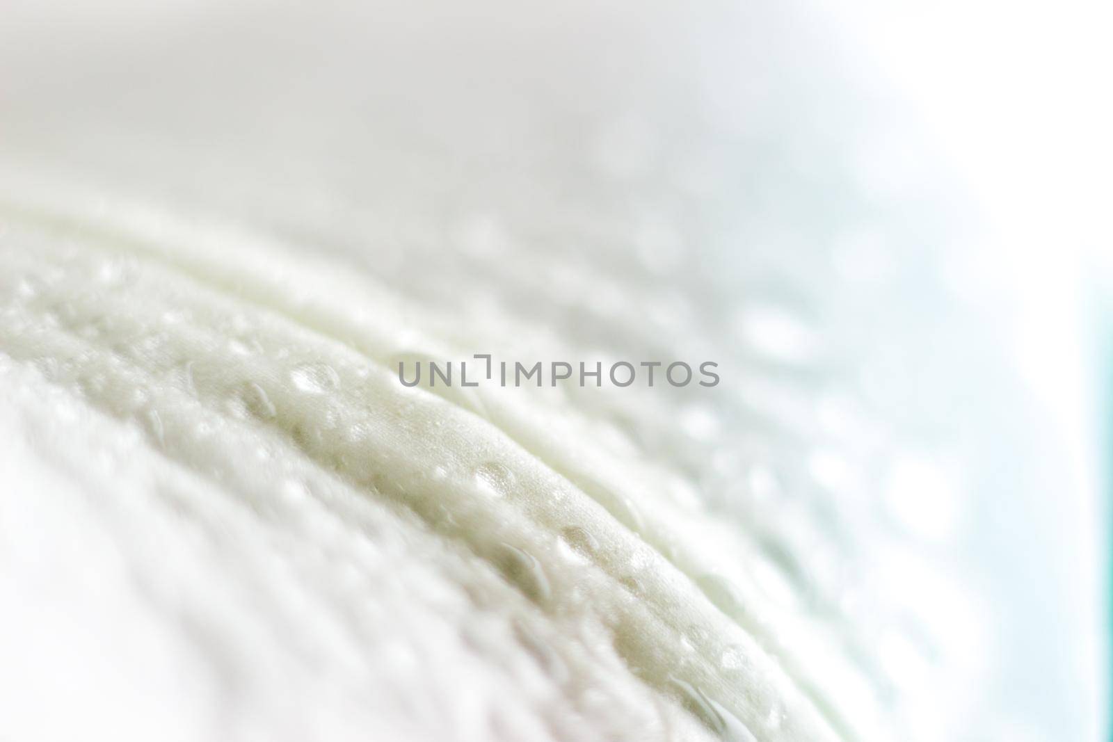 Macro flower blossom with water droplet. Abstract nature blurred background. Beautiful Macro shot with tender wet blossom. by iliris