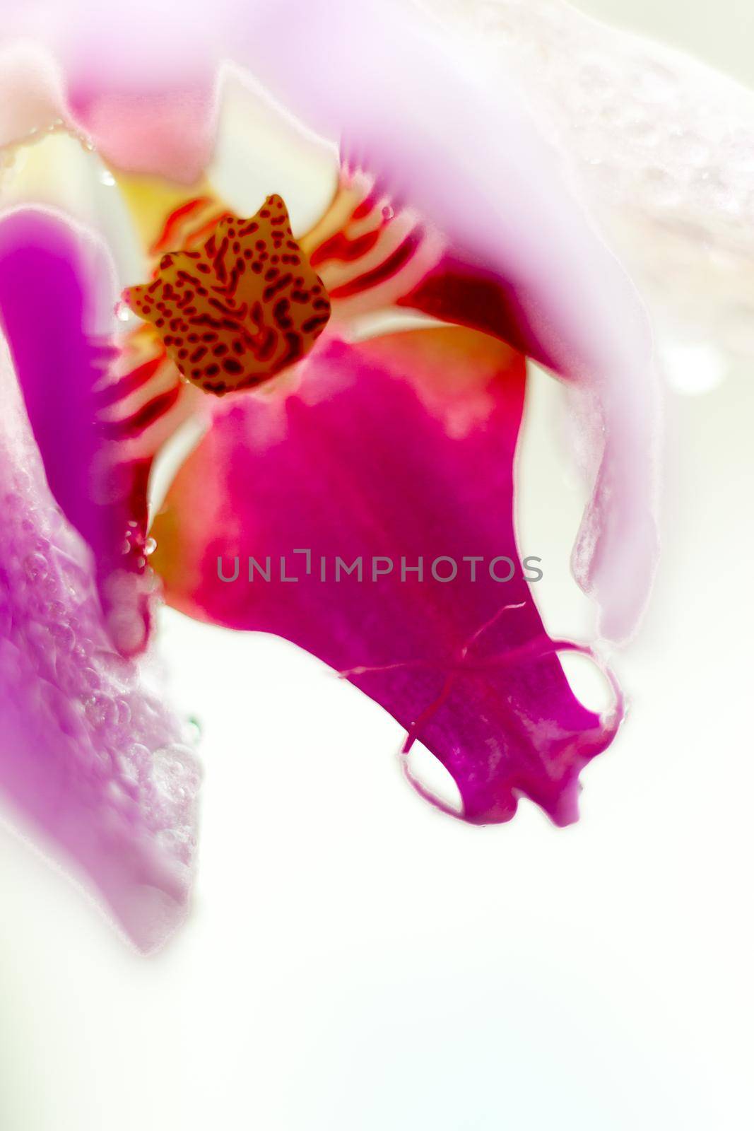 Beautiful Macro Orchid Flower. Abstract blurry natural background. Light fragile blossoms with waterdrops. High quality photo