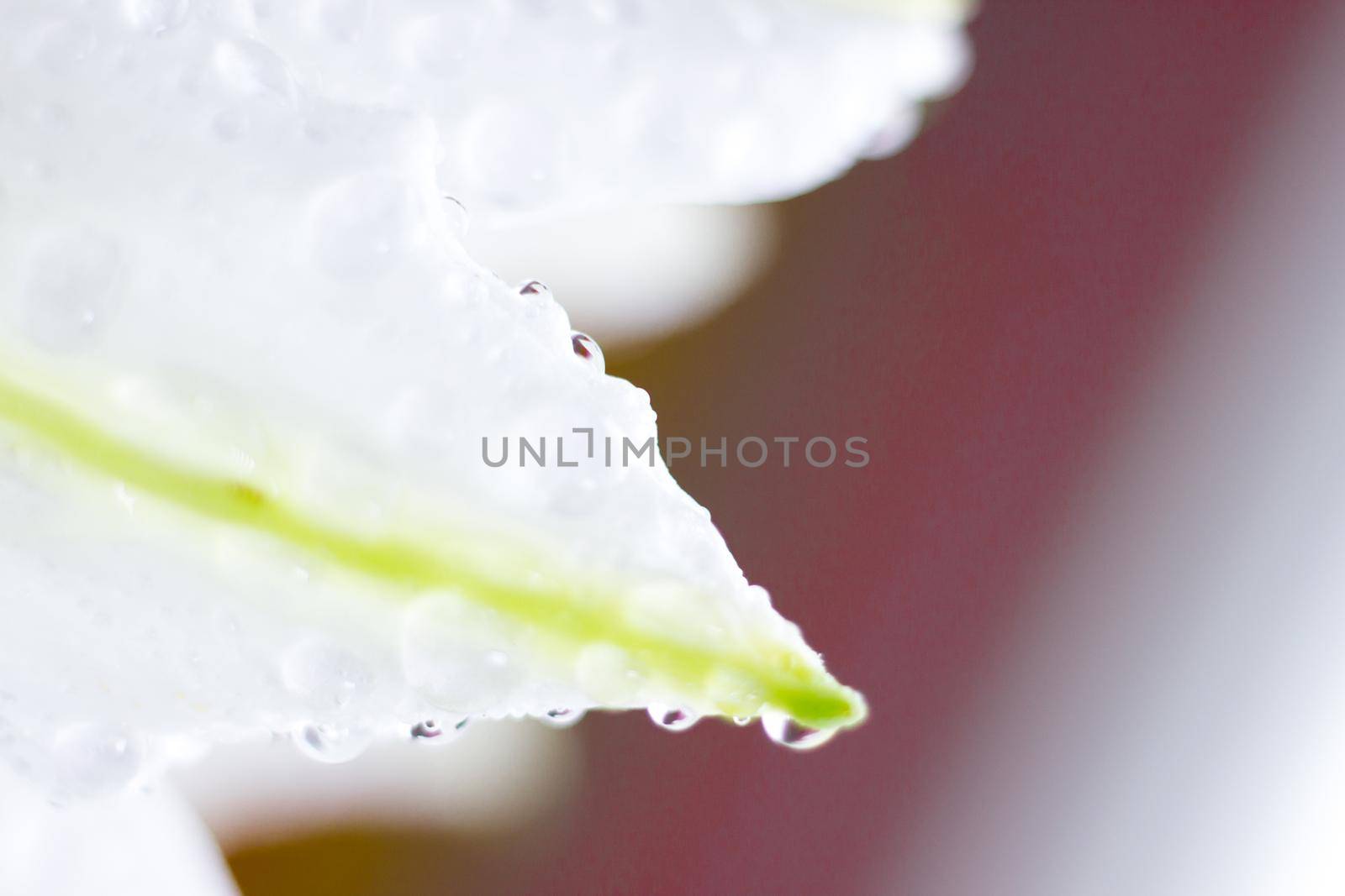 Macro flower blossom with water droplet. Abstract nature blurred background. Beautiful Macro shot with tender wet blossom. High quality photo