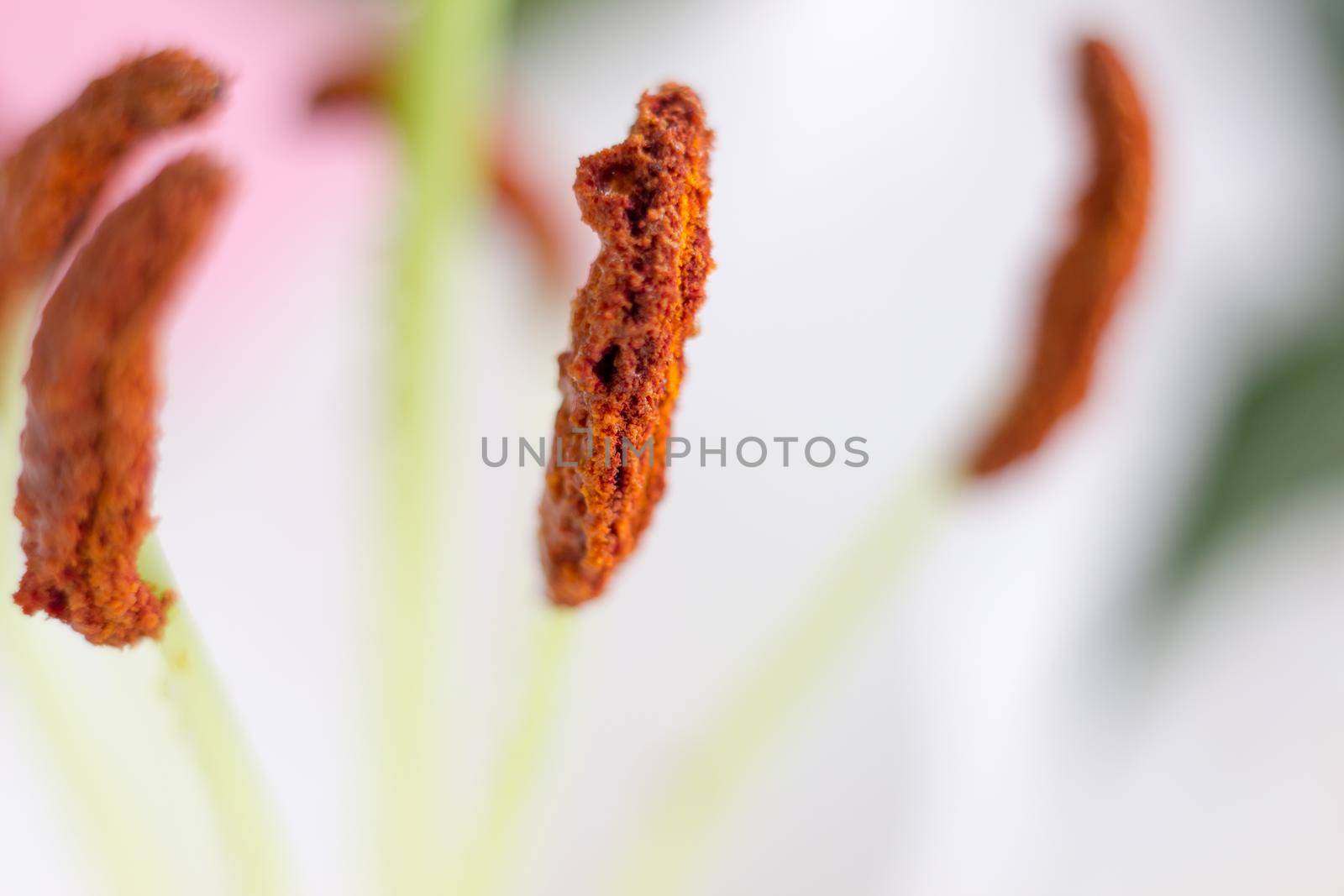 Macro flower blossom with water droplet. Abstract nature blurred background. Beautiful Macro shot with tender wet blossom. by iliris