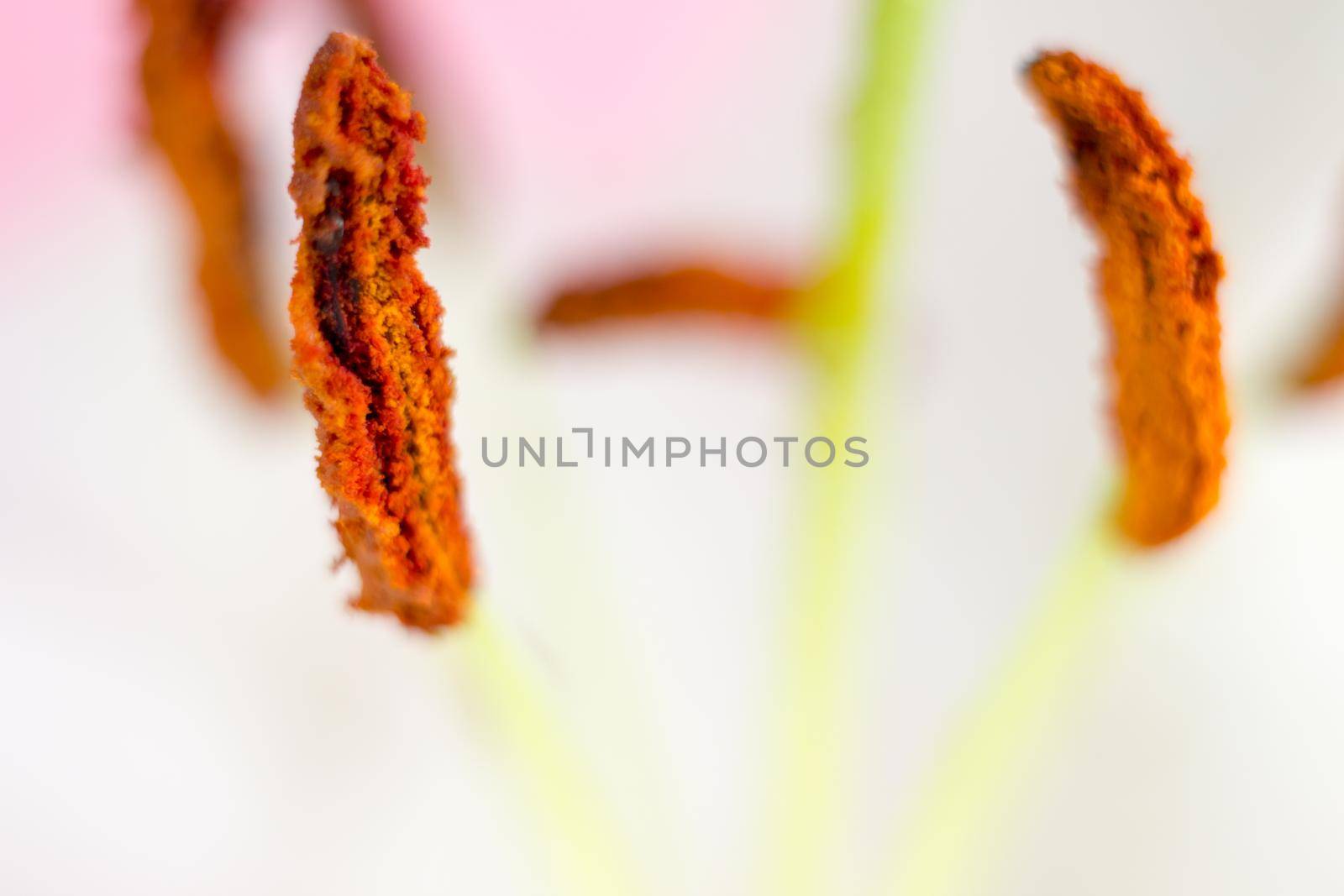 Macro flower blossom with water droplet. Abstract nature blurred background. Beautiful Macro shot with tender wet blossom. by iliris