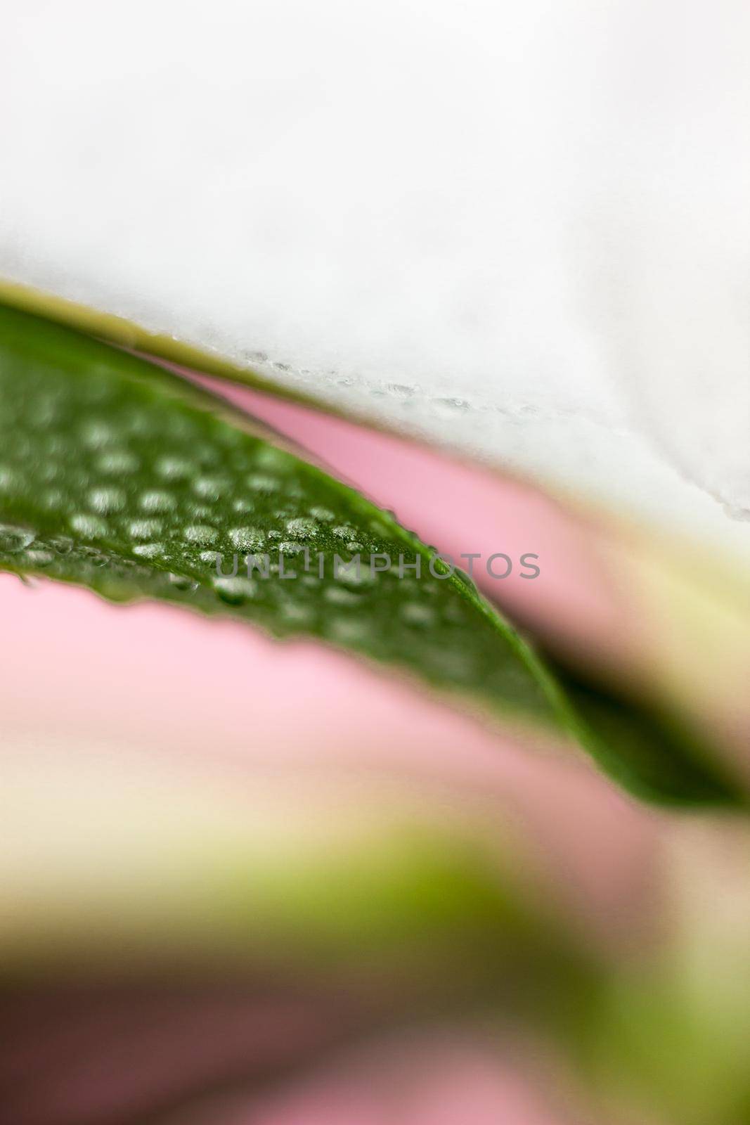 Macro flower blossom with water droplet. Abstract nature blurred background. Beautiful Macro shot with tender wet blossom. High quality photo