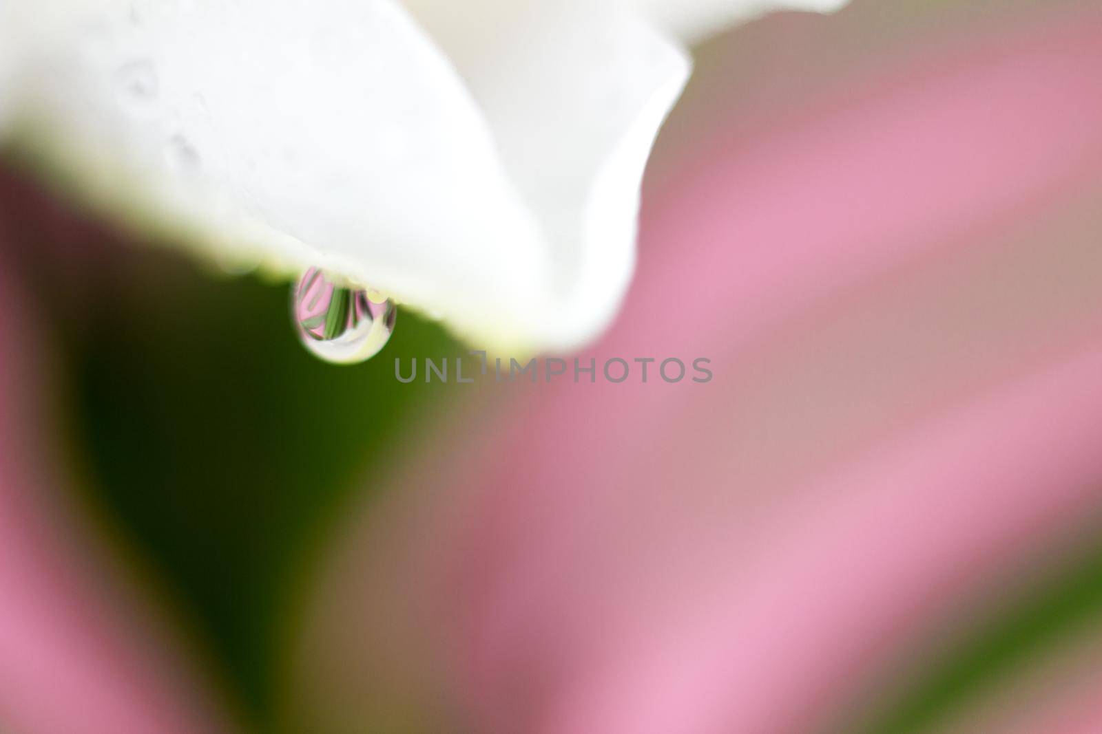 Macro flower blossom with water droplet. Abstract nature blurred background. Beautiful Macro shot with tender wet blossom. High quality photo