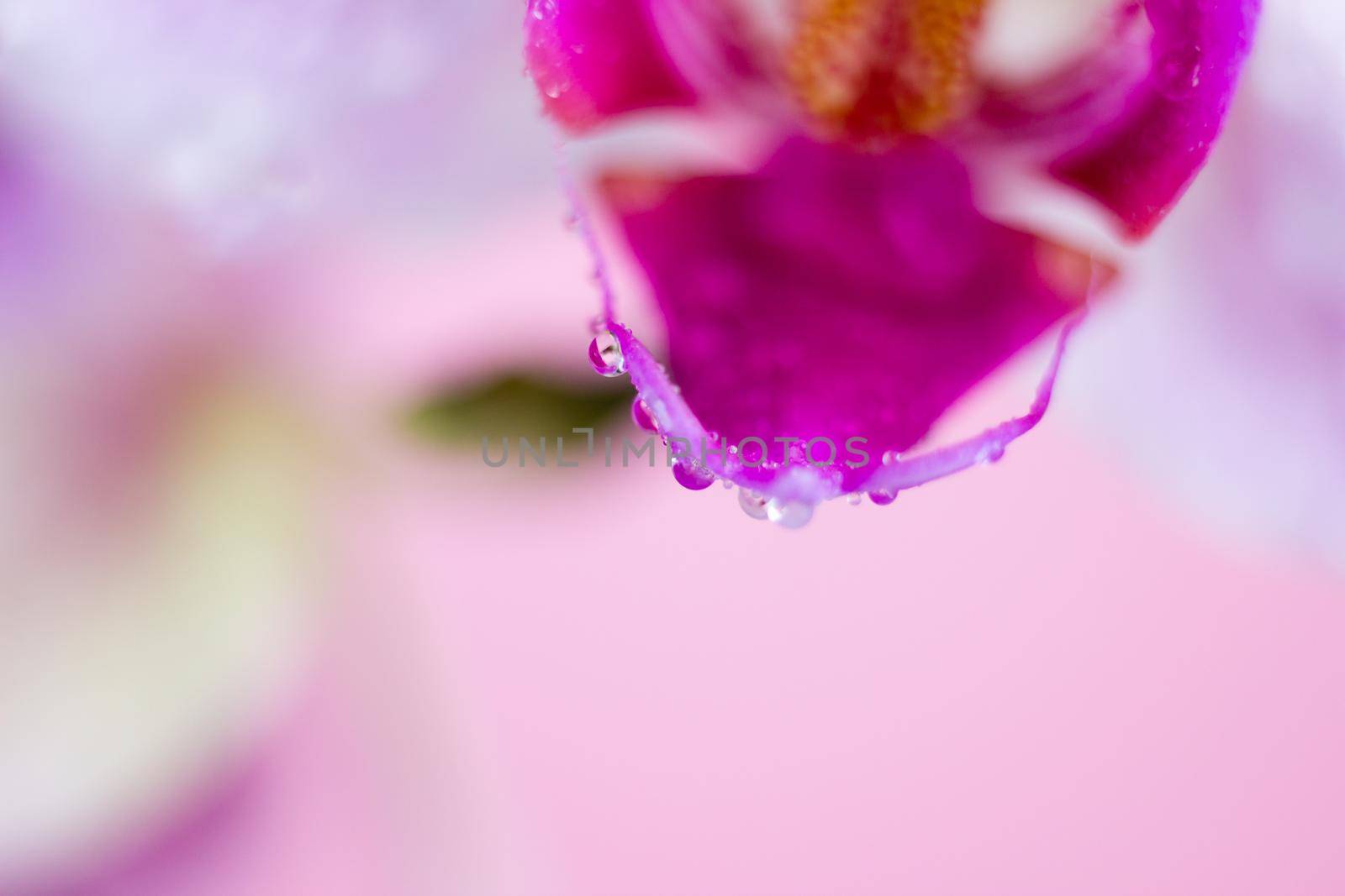 Beautiful Macro Orchid Flower. Abstract blurry natural background. Light fragile blossoms with waterdrops. High quality photo