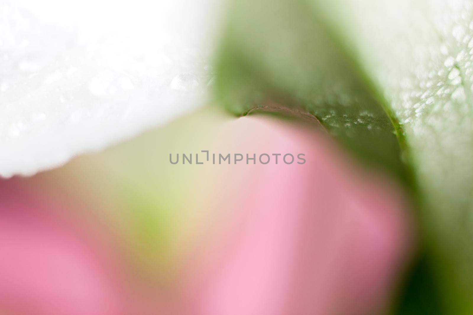 Macro flower blossom with water droplet. Abstract nature blurred background. Beautiful Macro shot with tender wet blossom. by iliris