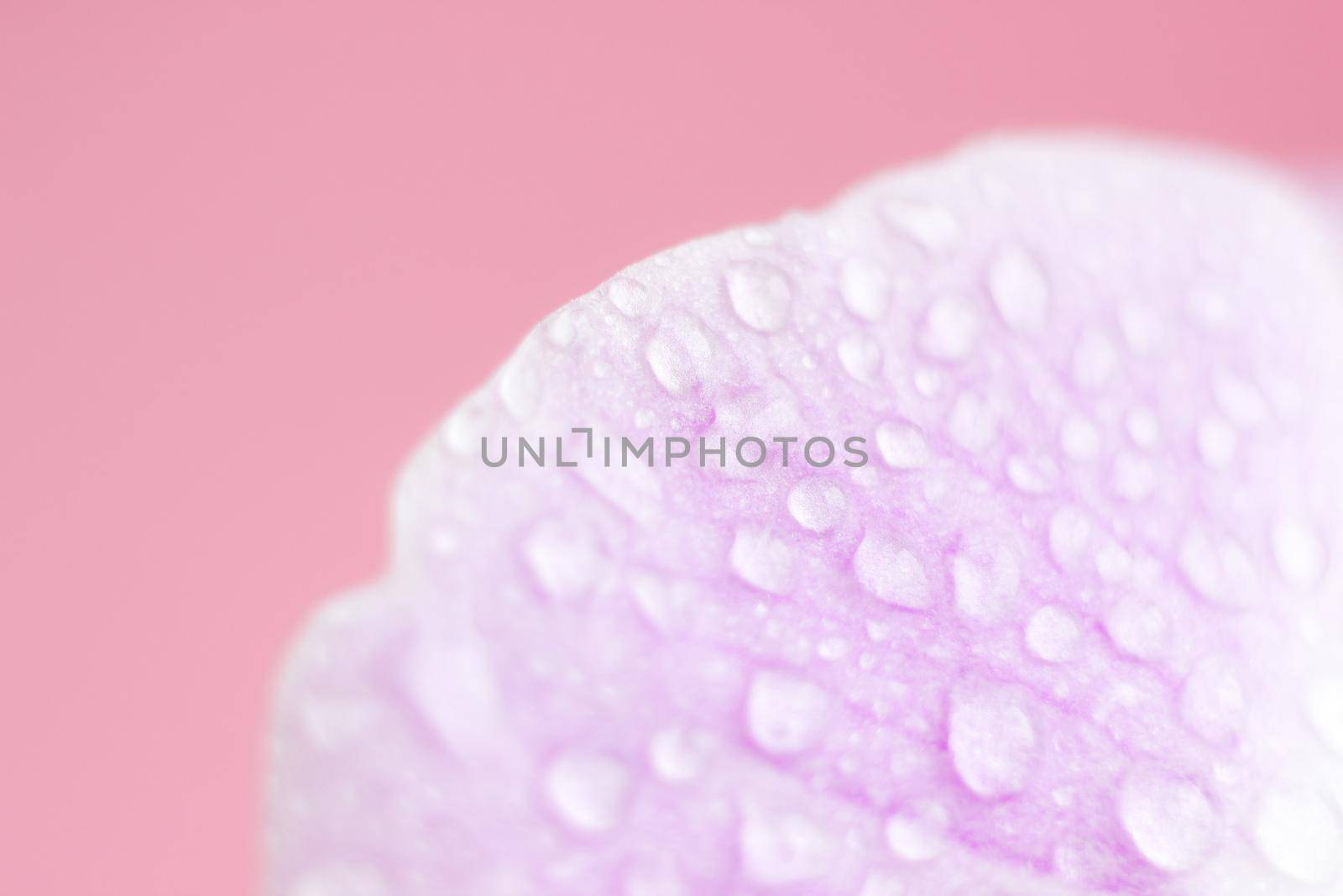 Macro flower blossom with water droplet. Abstract nature blurred background. Beautiful Macro shot with tender wet blossom. High quality photo