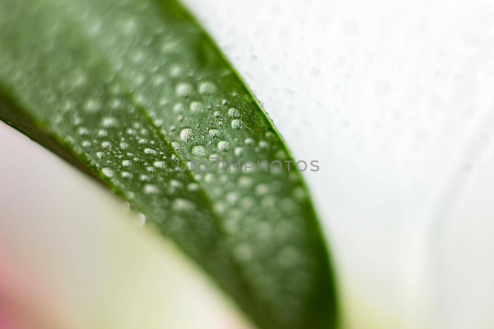 Macro flower blossom with water droplet. Abstract nature blurred background. Beautiful Macro shot with tender wet blossom. High quality photo