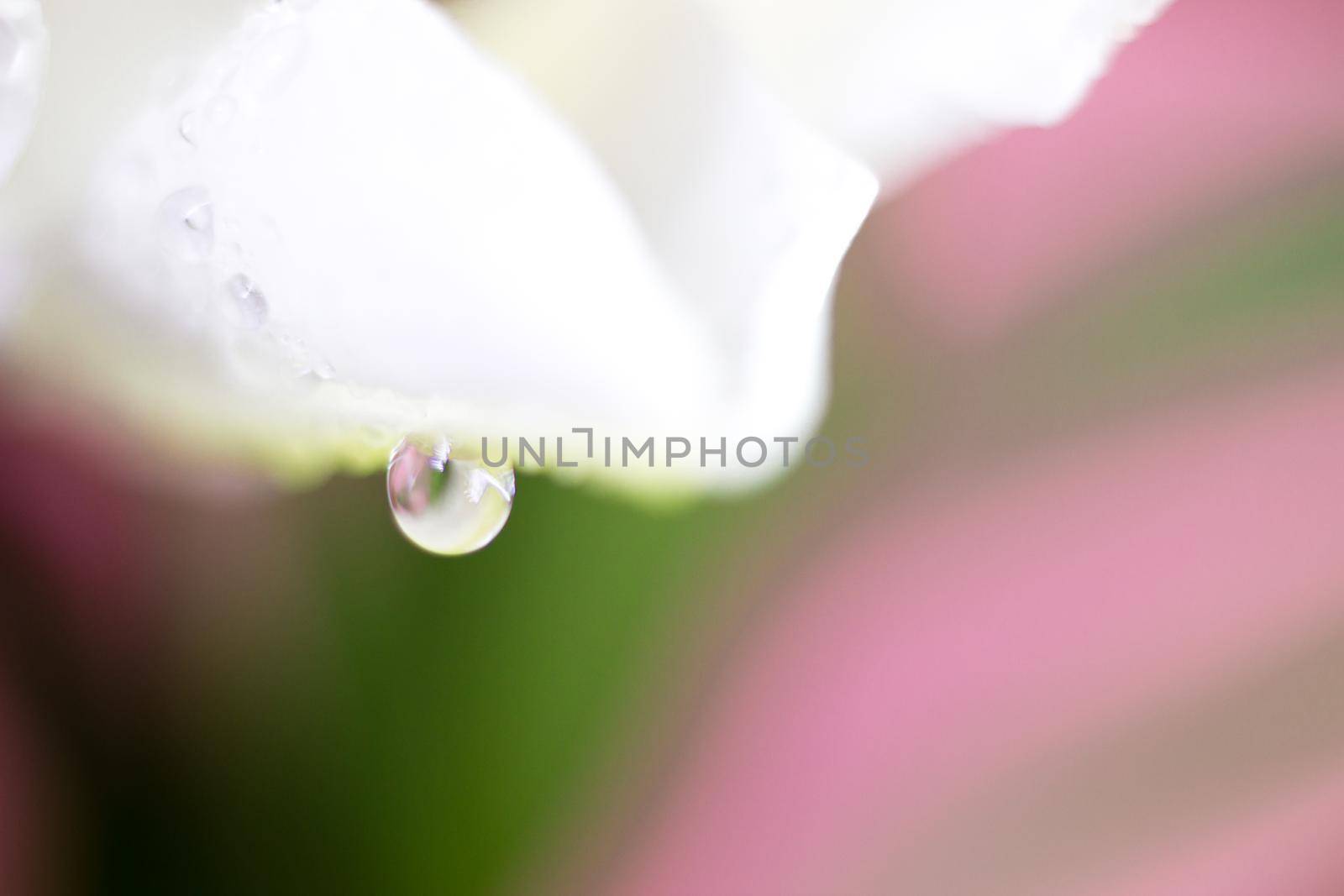 Macro flower blossom with water droplet. Abstract nature blurred background. Beautiful Macro shot with tender wet blossom. by iliris