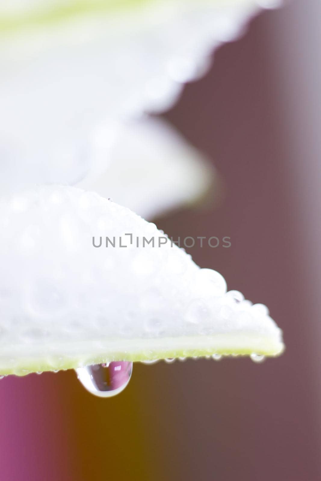 Macro flower blossom with water droplet. Abstract nature blurred background. Beautiful Macro shot with tender wet blossom. by iliris