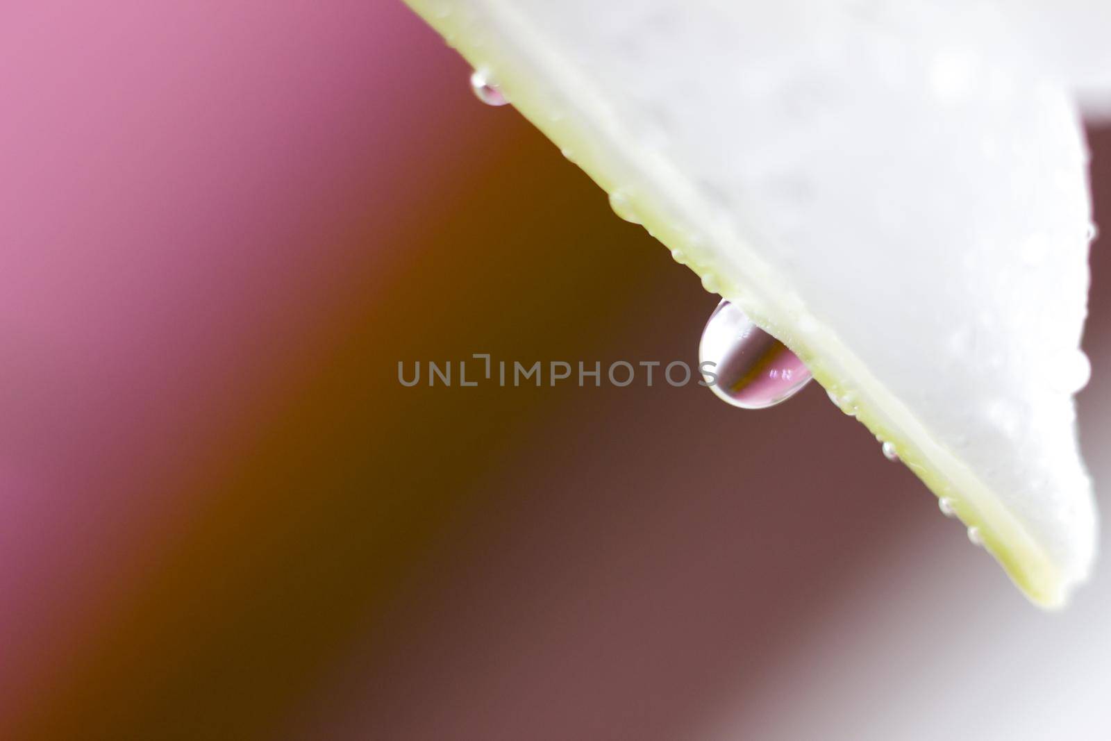 Macro flower blossom with water droplet. Abstract nature blurred background. Beautiful Macro shot with tender wet blossom. High quality photo