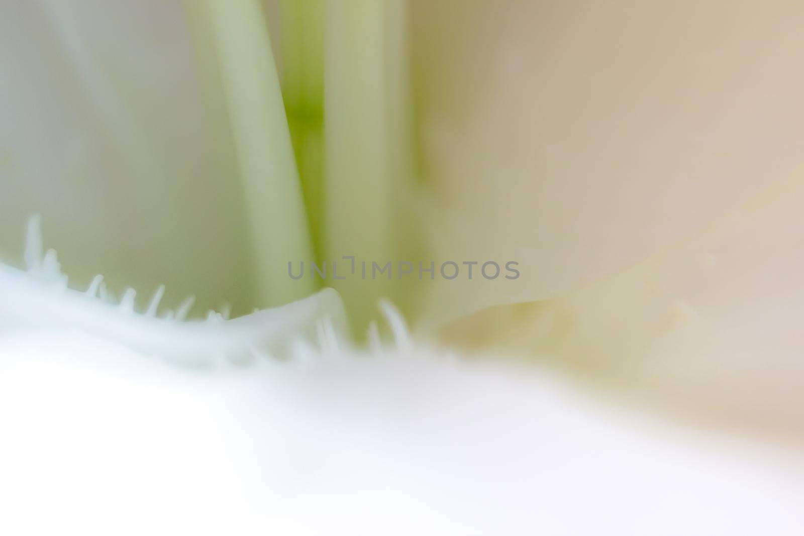 Macro flower blossom with water droplet. Abstract nature blurred background. Beautiful Macro shot with tender wet blossom. High quality photo