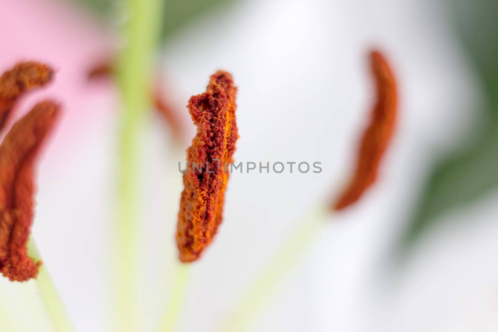 Macro flower blossom with water droplet. Abstract nature blurred background. Beautiful Macro shot with tender wet blossom. High quality photo