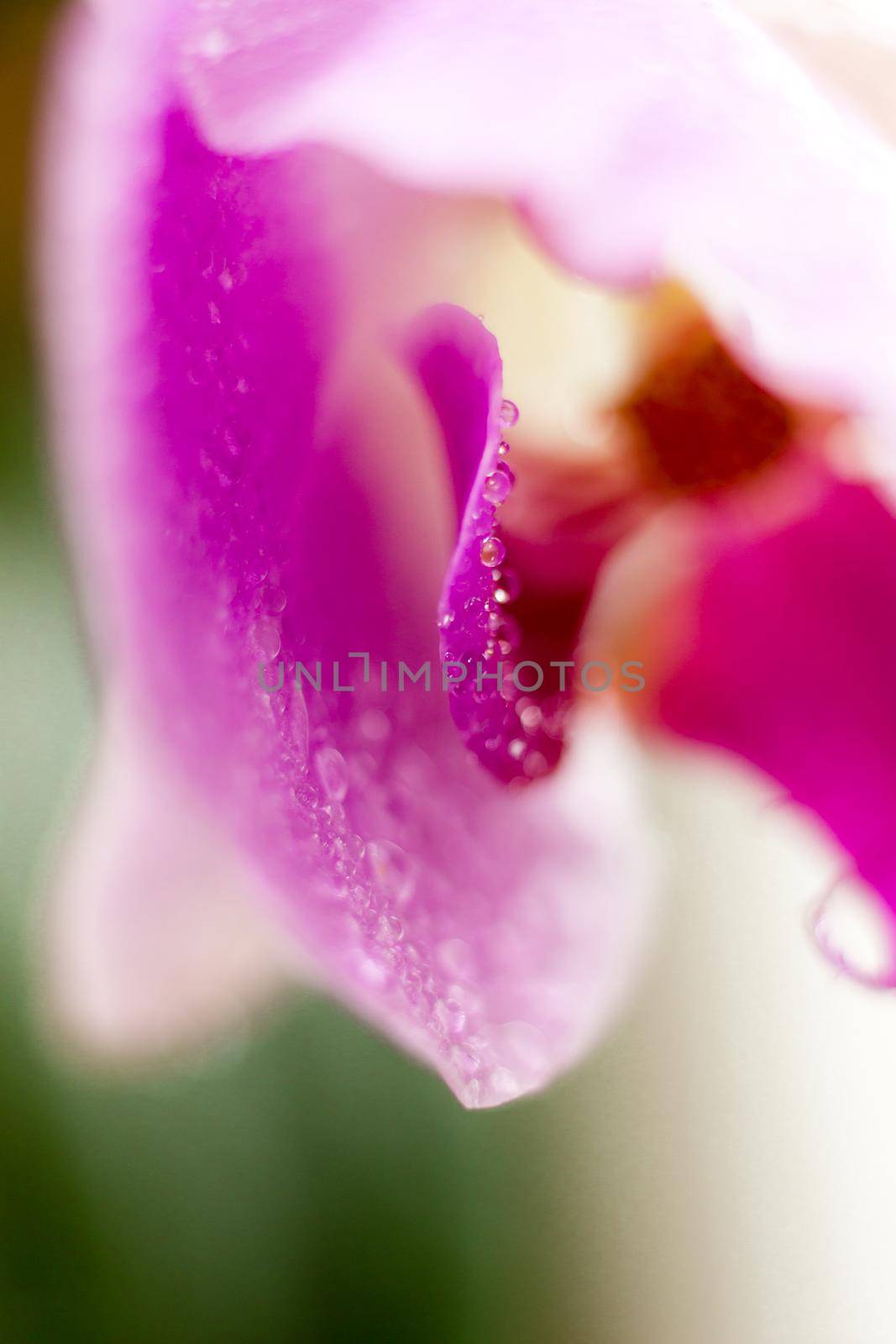 Beautiful Macro Orchid Flower. Abstract blurry natural background. Light fragile blossoms with waterdrops. High quality photo