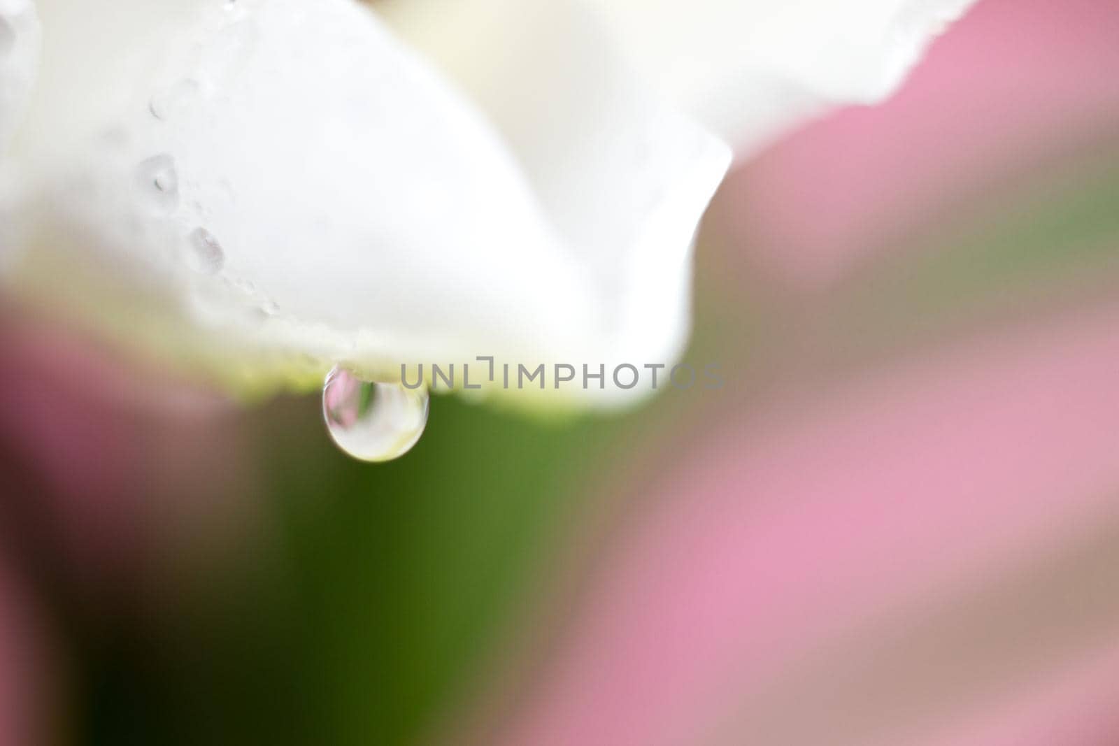 Macro flower blossom with water droplet. Abstract nature blurred background. Beautiful Macro shot with tender wet blossom. High quality photo